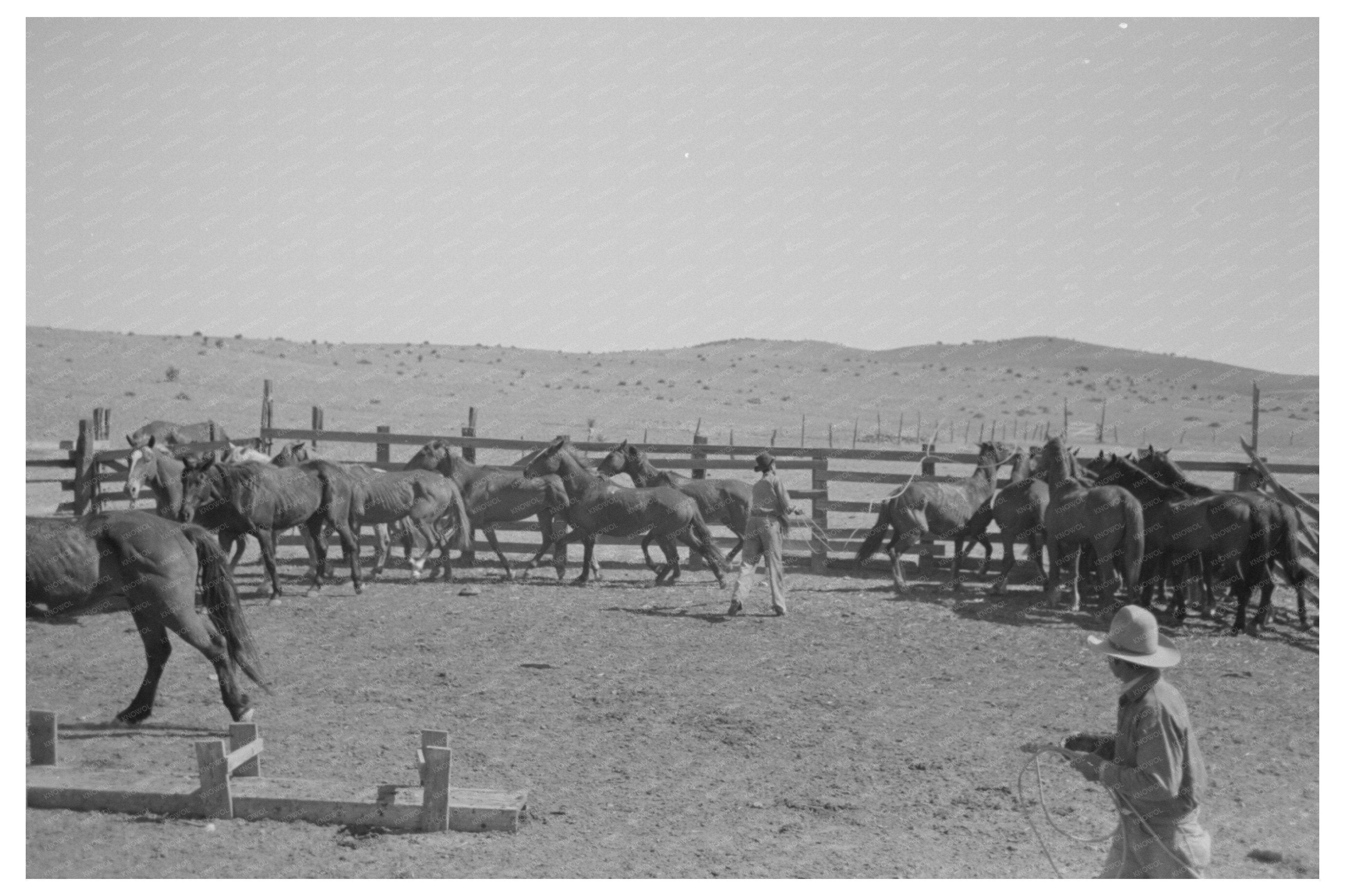 Cowboys Roping and Saddling Horses at Walking X Ranch 1939