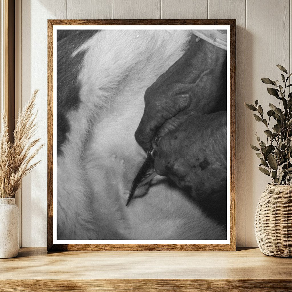 Cattle Roundup Scene Castrating Calf Marfa Texas 1939