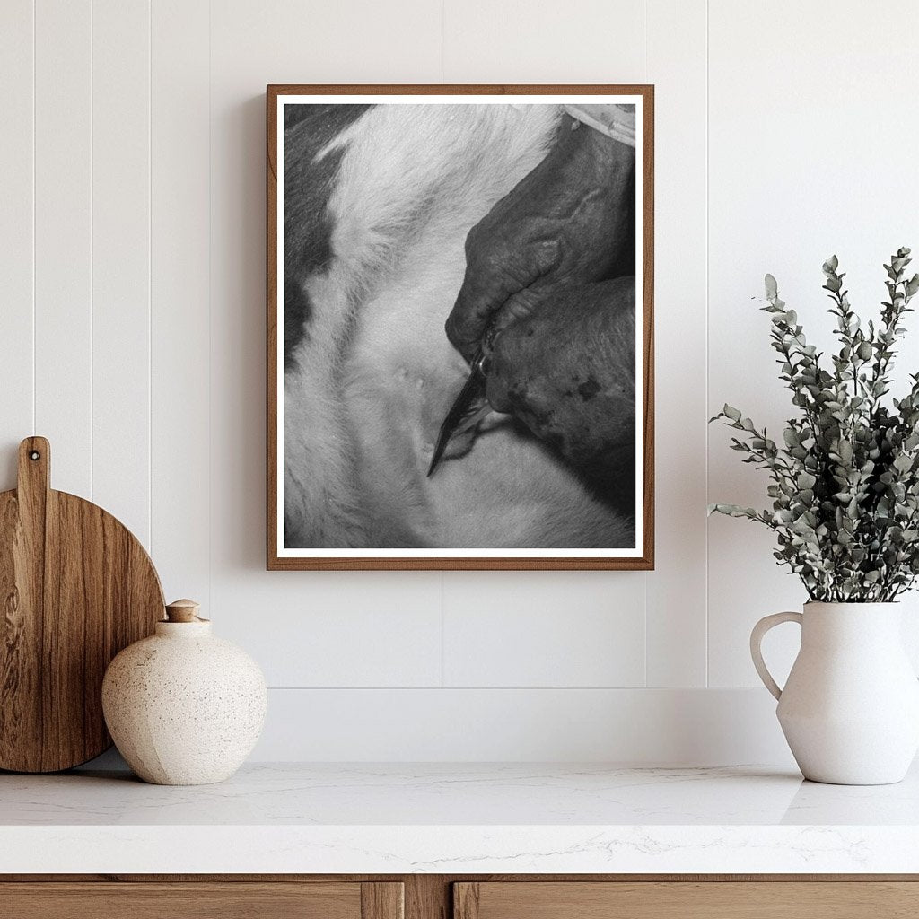 Cattle Roundup Scene Castrating Calf Marfa Texas 1939