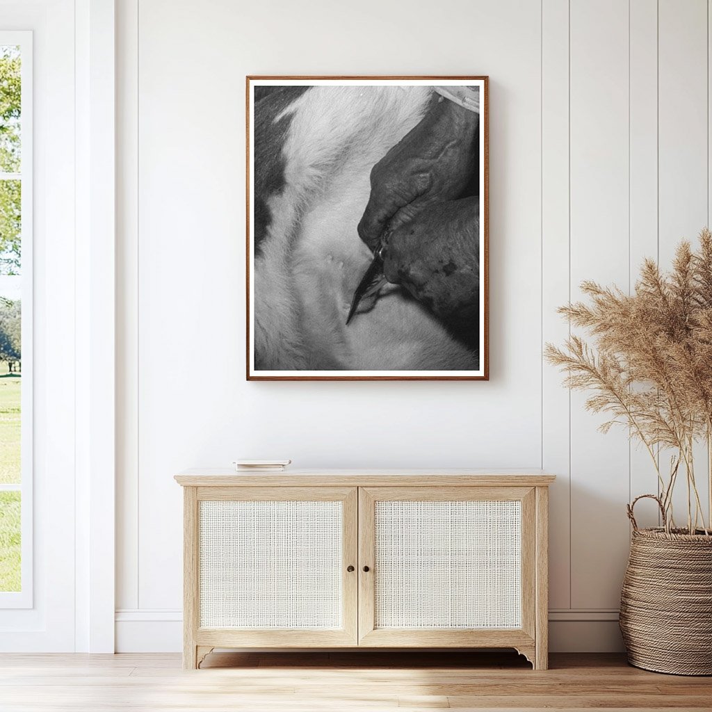 Cattle Roundup Scene Castrating Calf Marfa Texas 1939