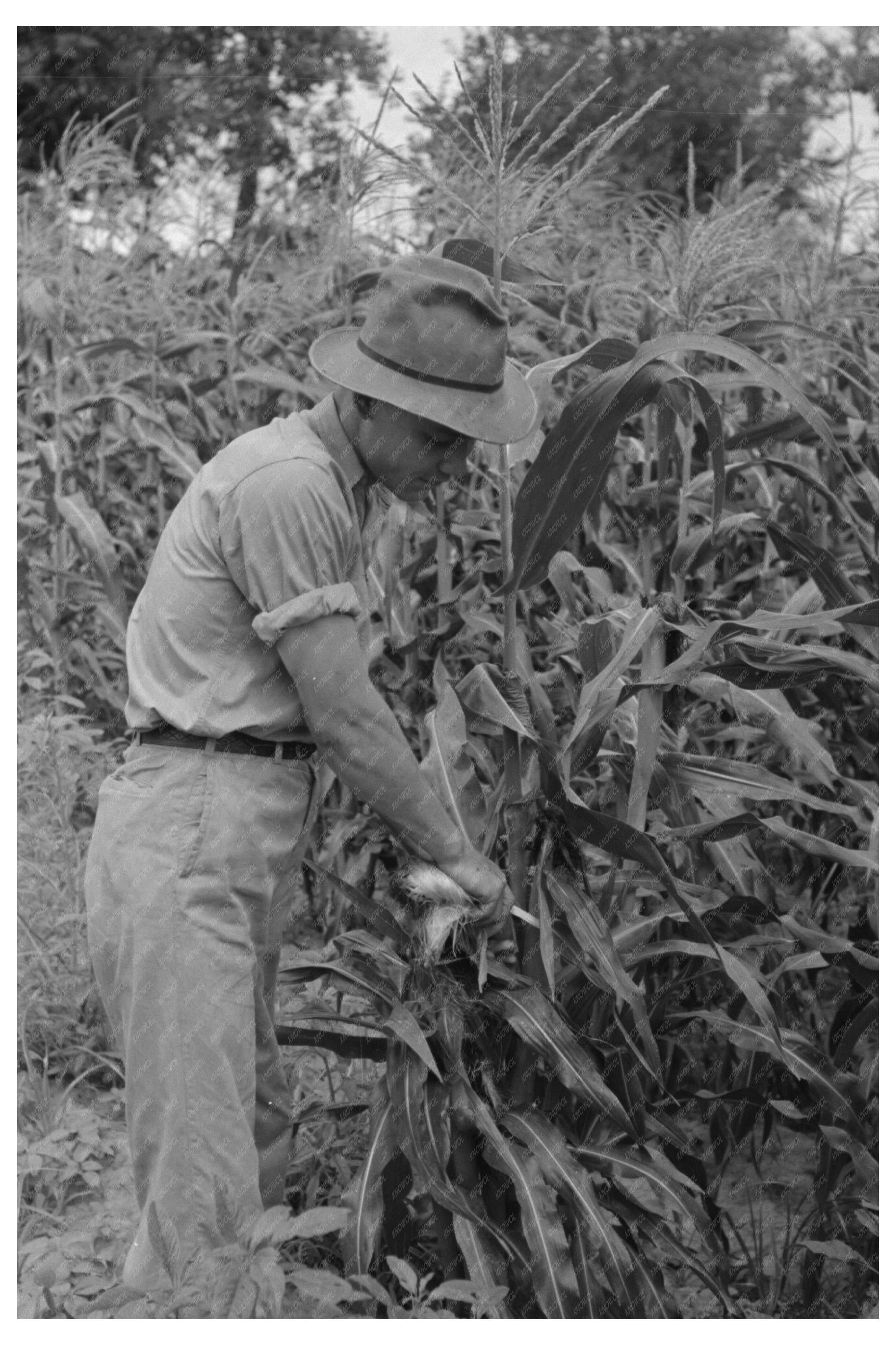 Laborers Stripping Sweet Corn on Oklahoma Farm July 1939