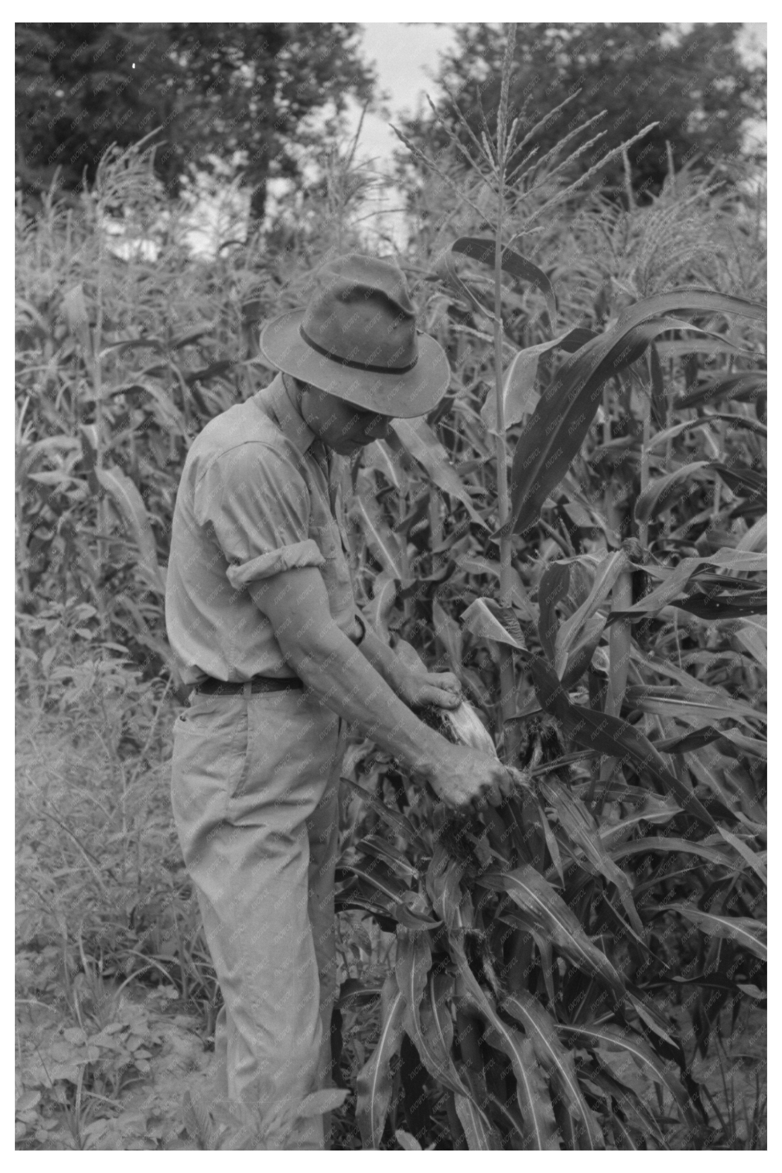 Stripping Sweet Corn on Farm in Muskogee Oklahoma 1939