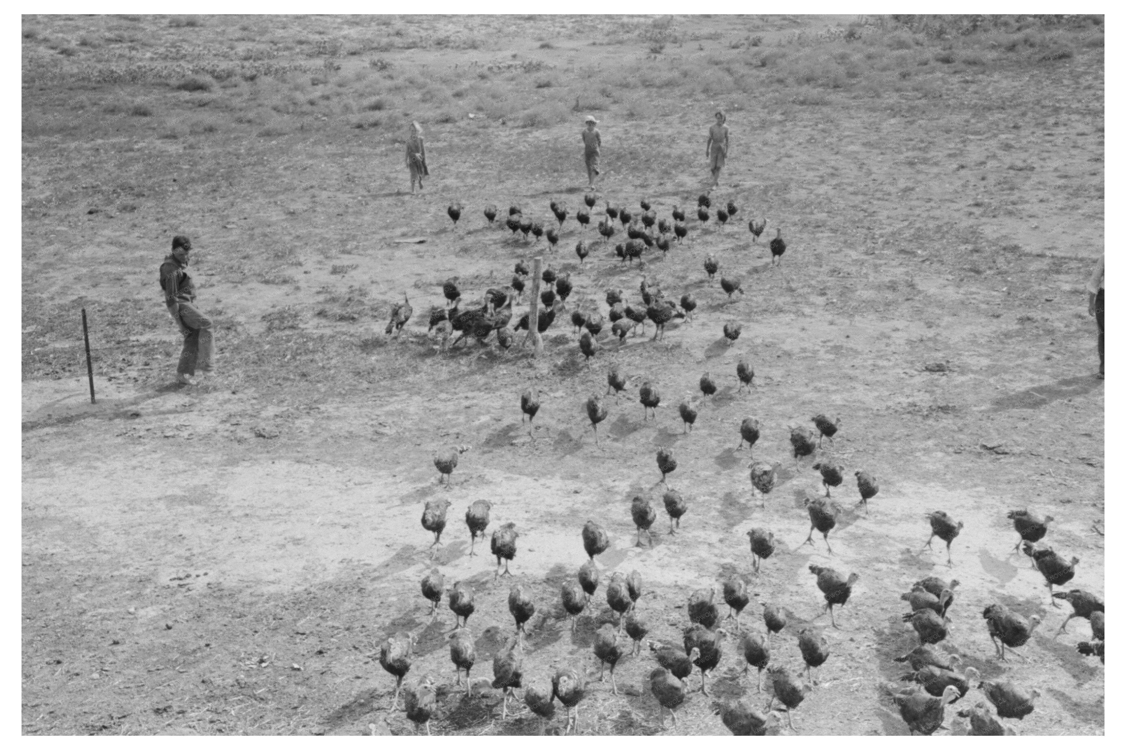 Man Driving Vehicle Through Turkeys Kansas 1939