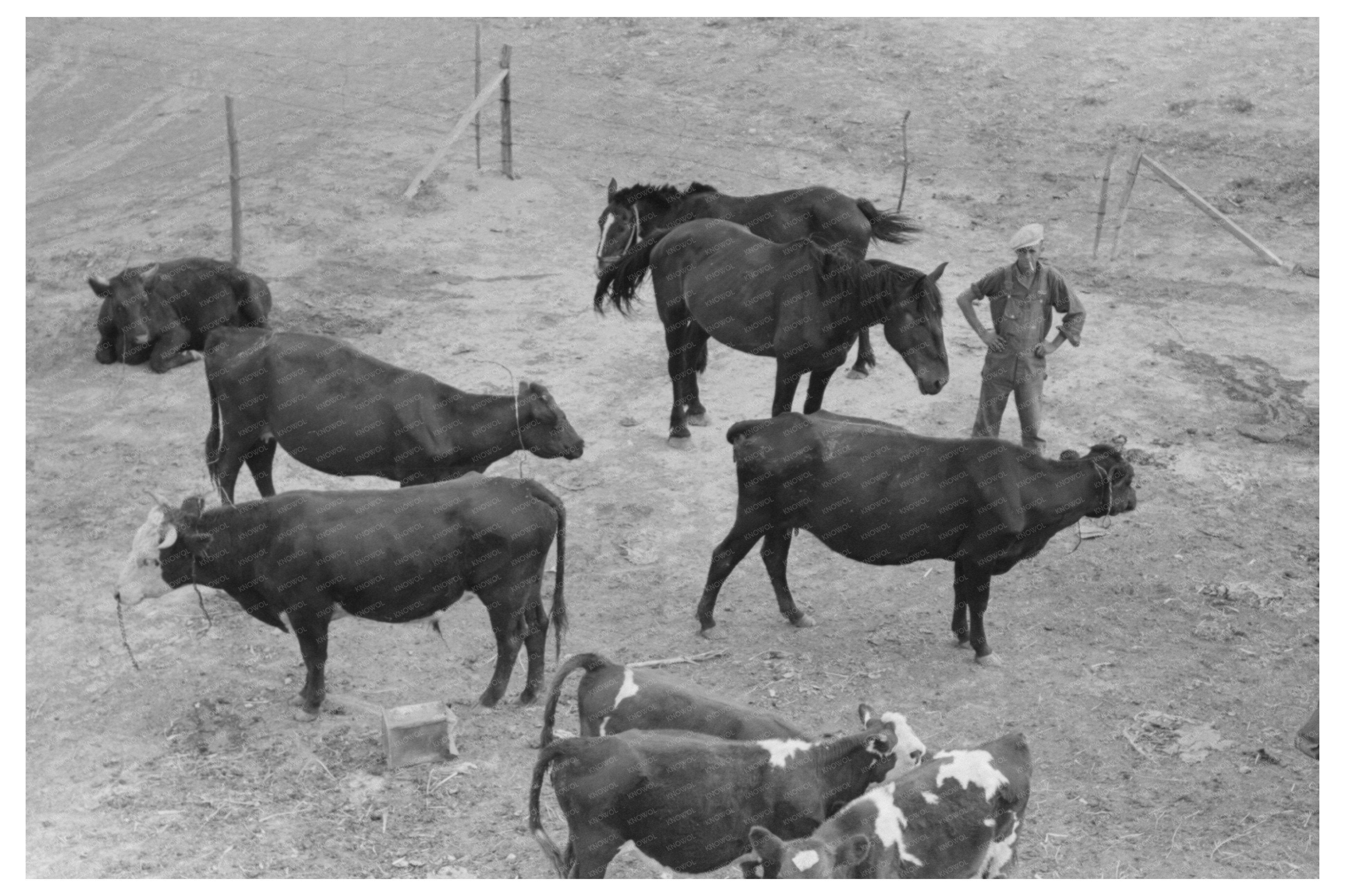 Cows and Horses in Sheridan County Kansas 1939