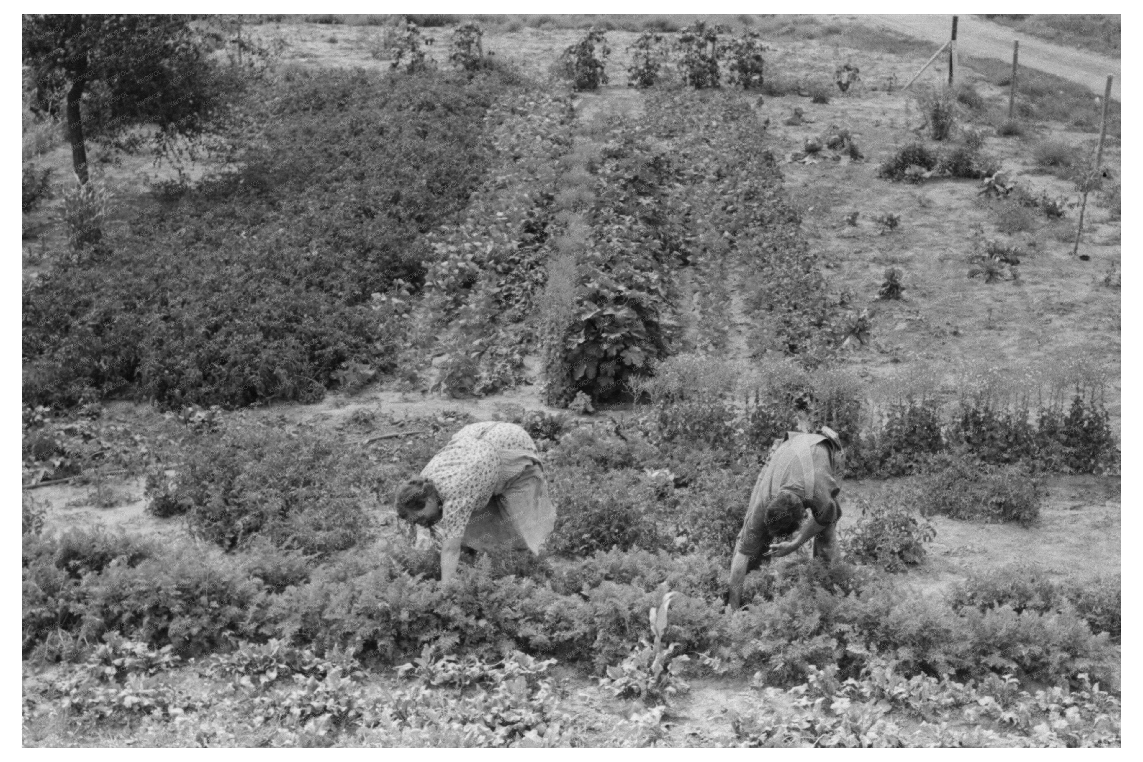 Mr and Mrs Schoenfeldt Harvesting Beets 1939