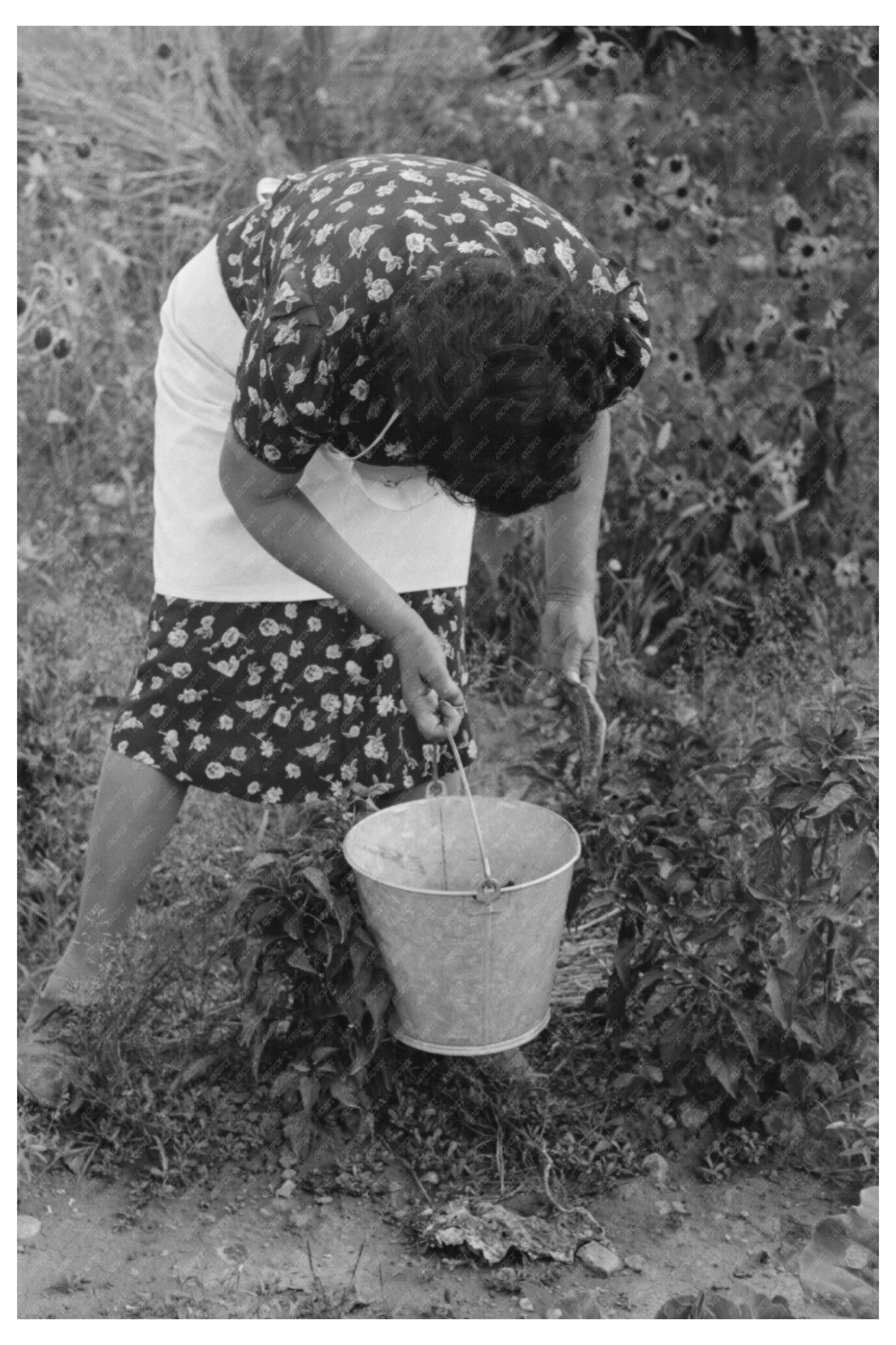 Ofelia Sandoval Picking Chili Peppers Taos County 1939