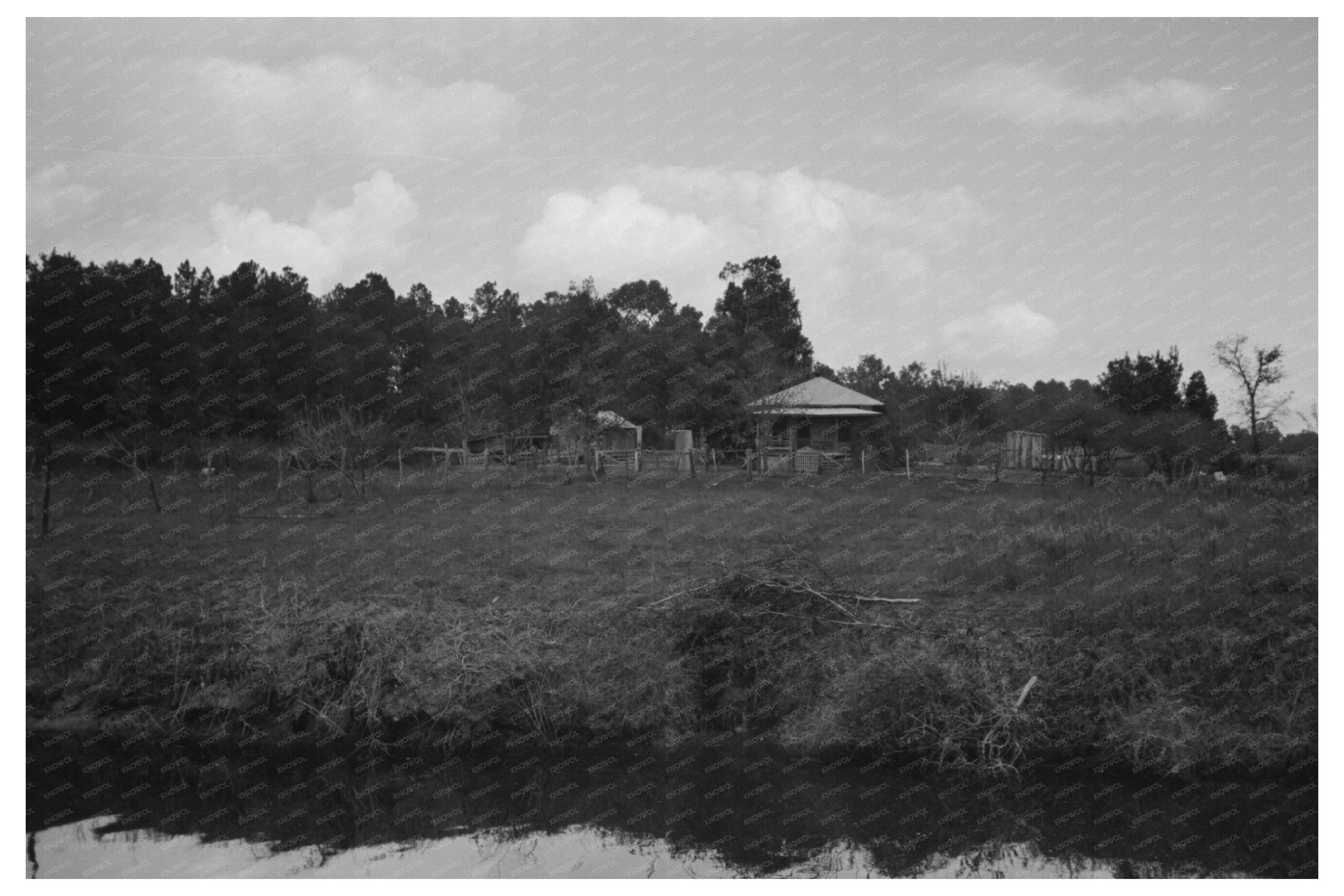 Houston Bayou Trees and Moss Vintage Photo 1939