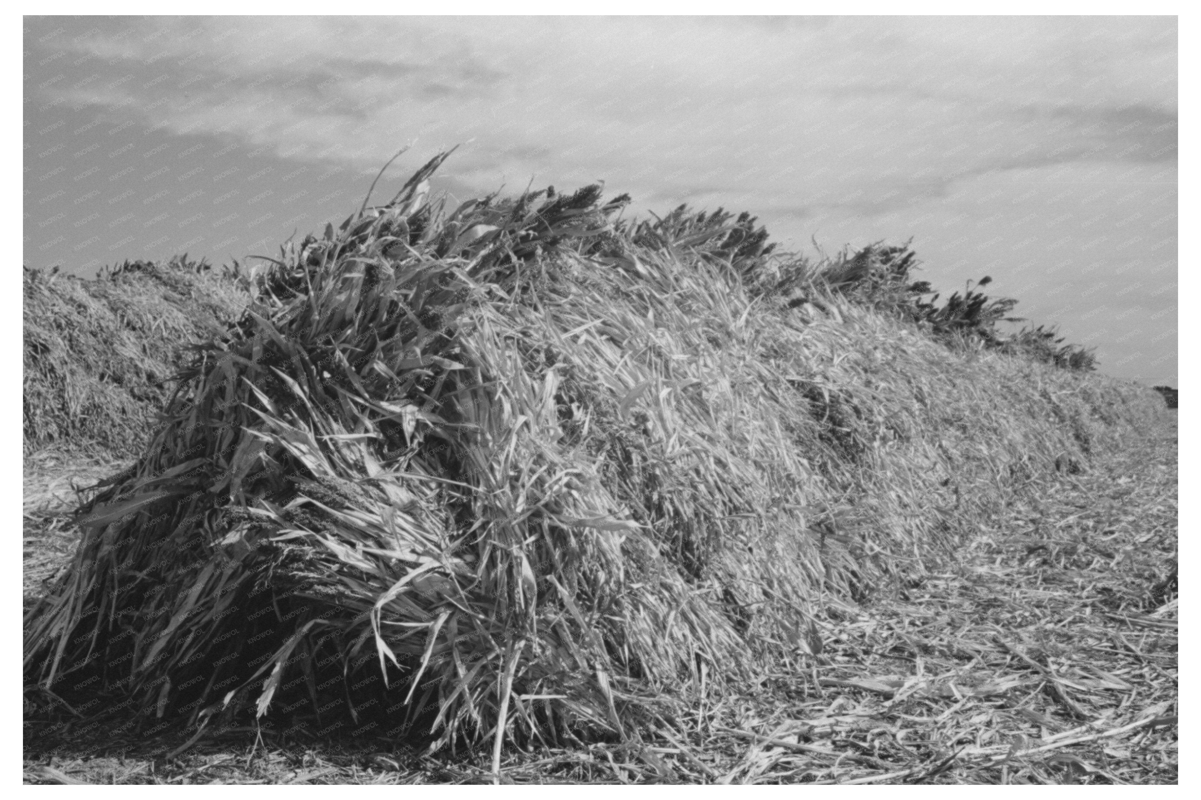 Kaffir Corn Feed Stack for Cows Texas November 1939