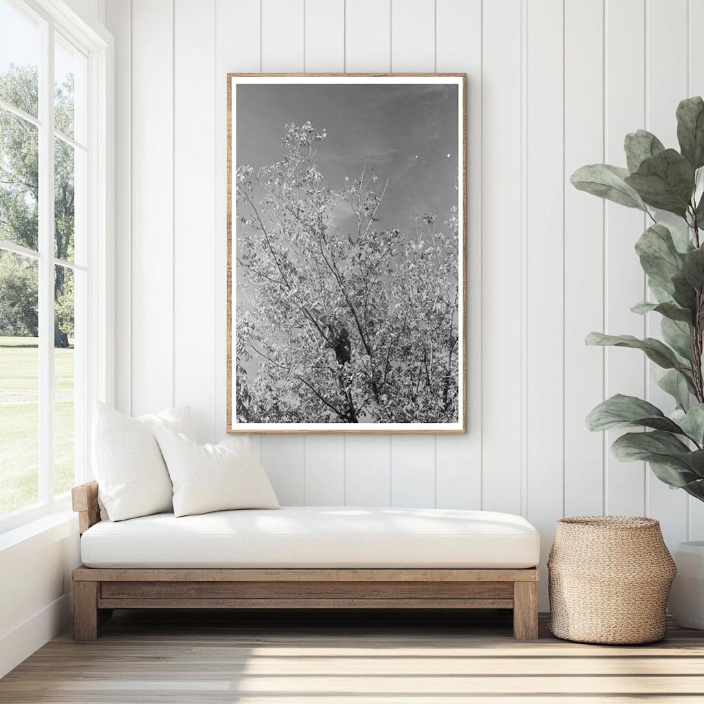 Rural Scene of Pecan Harvesting San Angelo Texas 1939