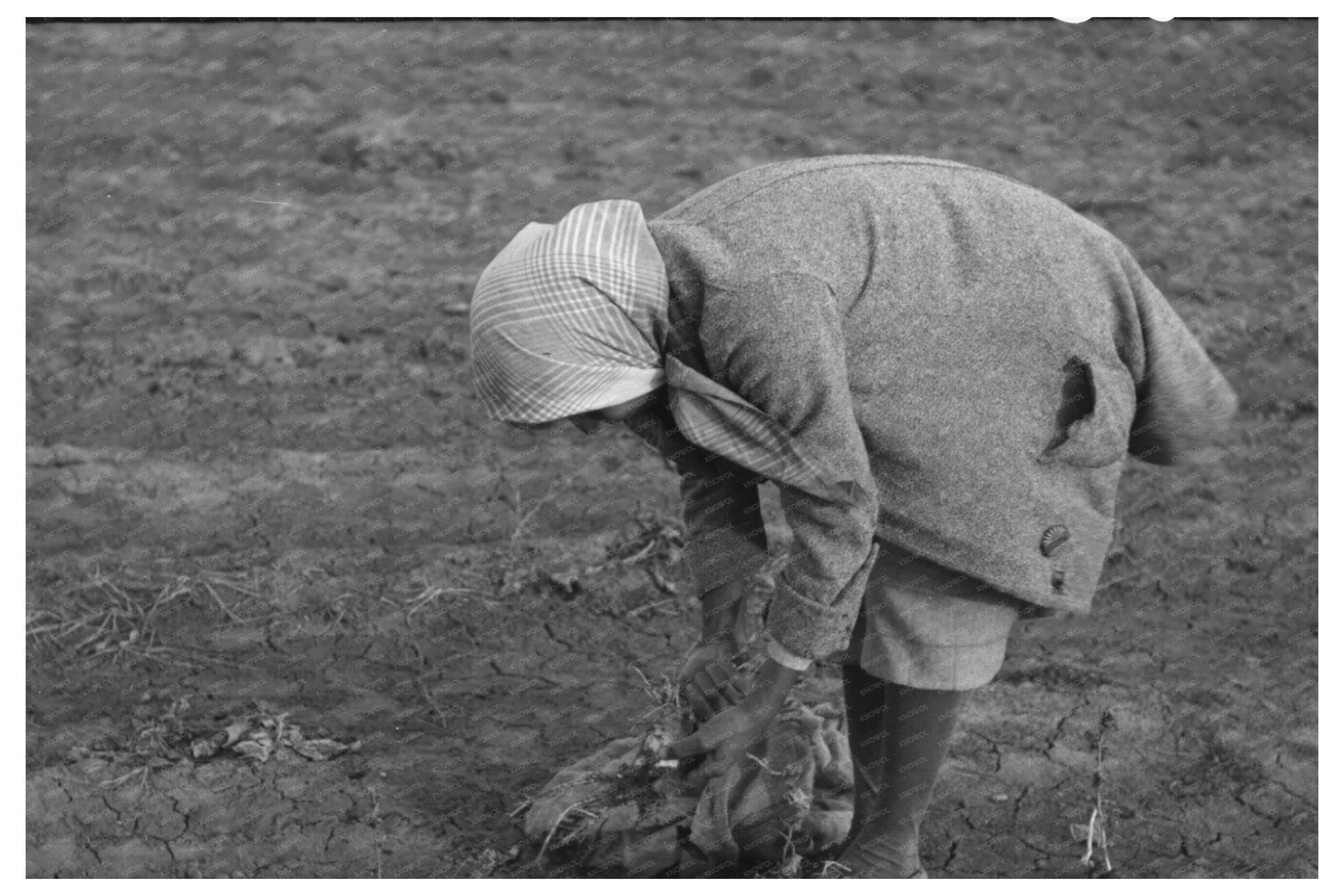 Woman Pulling Turnips in Creek County Oklahoma 1940