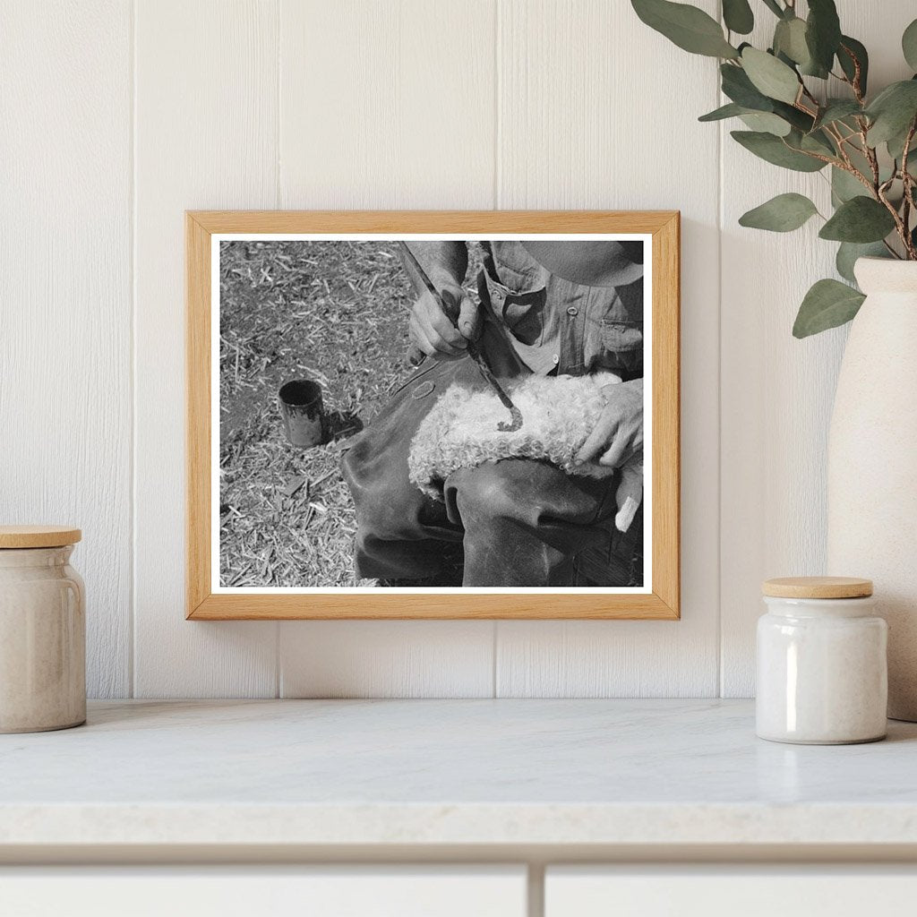 Painting Markings on Newborn Goat Kimble County Texas 1940