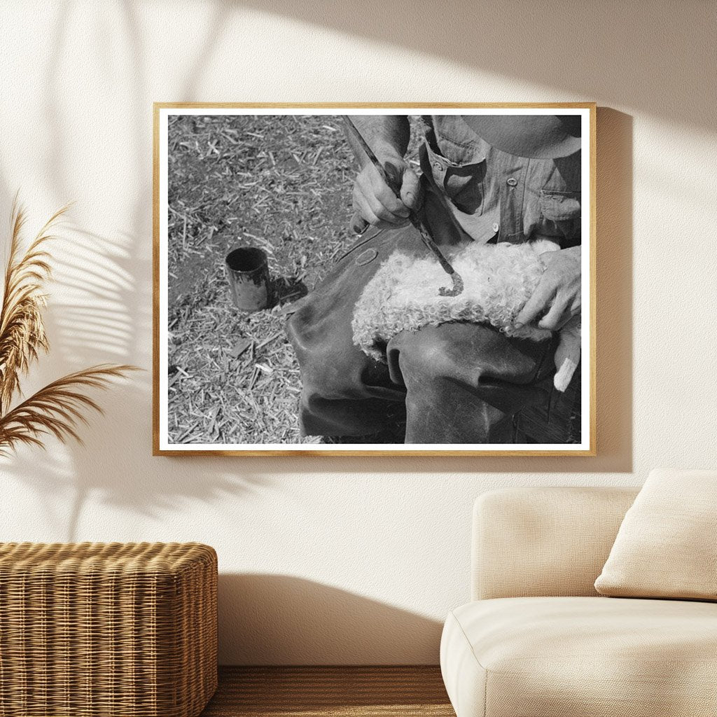 Painting Markings on Newborn Goat Kimble County Texas 1940