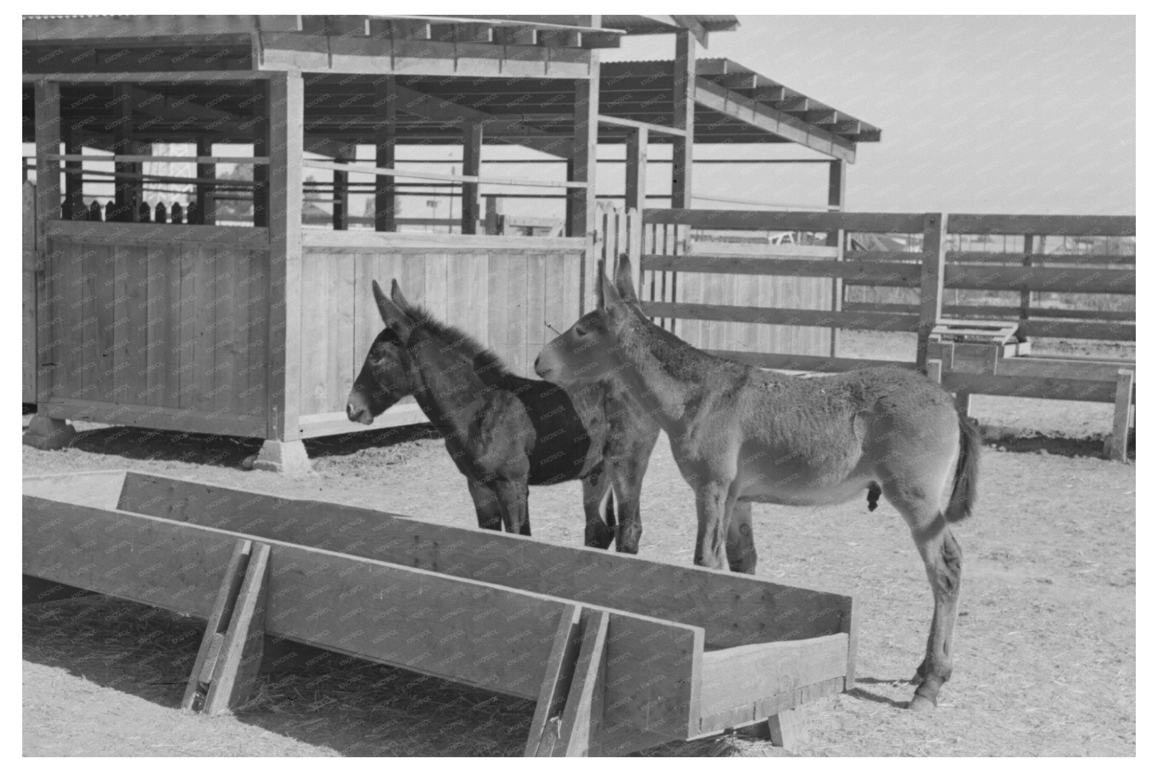Mule Colts Tom and Jerry at Casa Grande Farms 1940