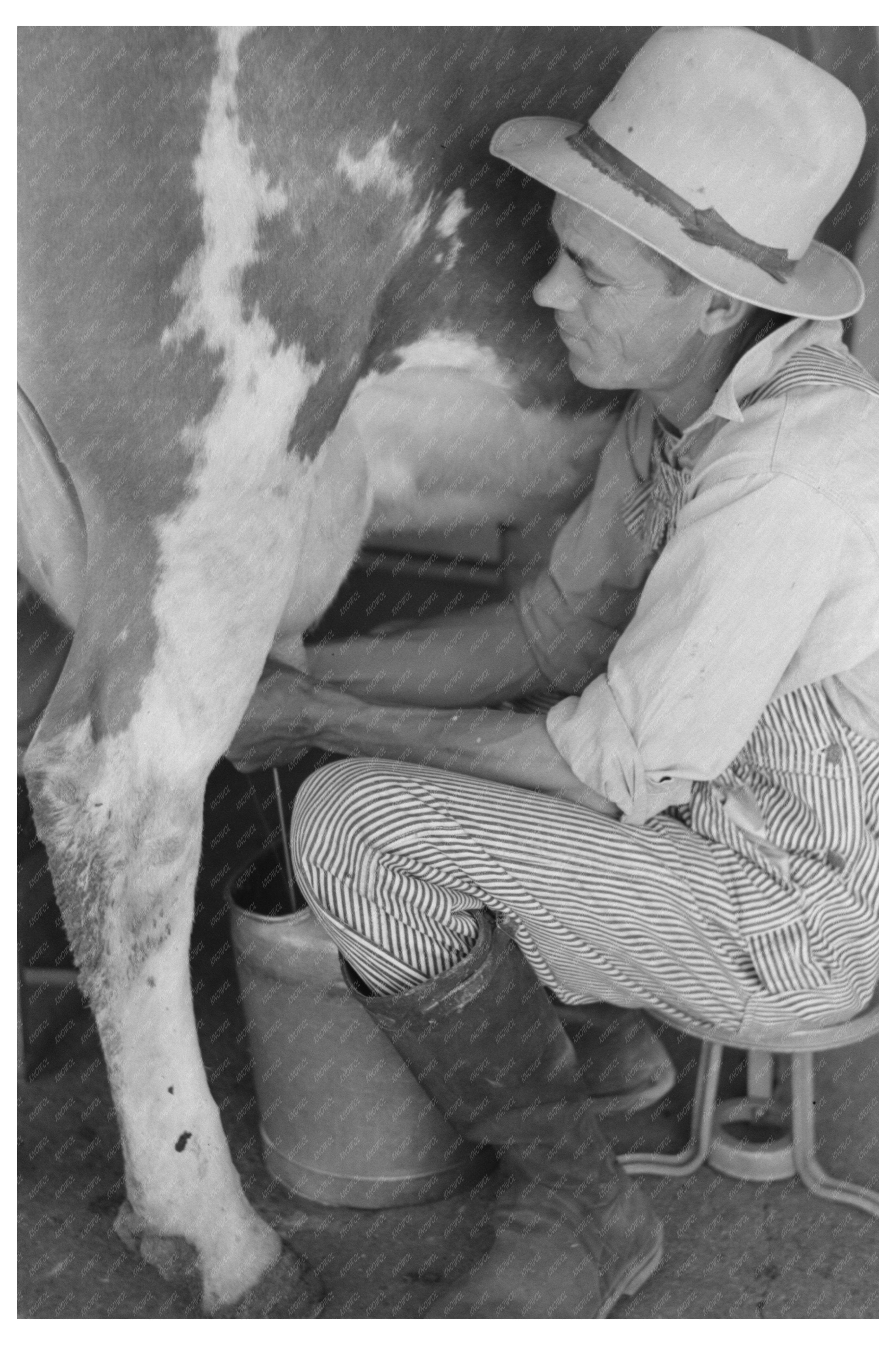 Dairy Operations at Casa Grande Valley Farms April 1940