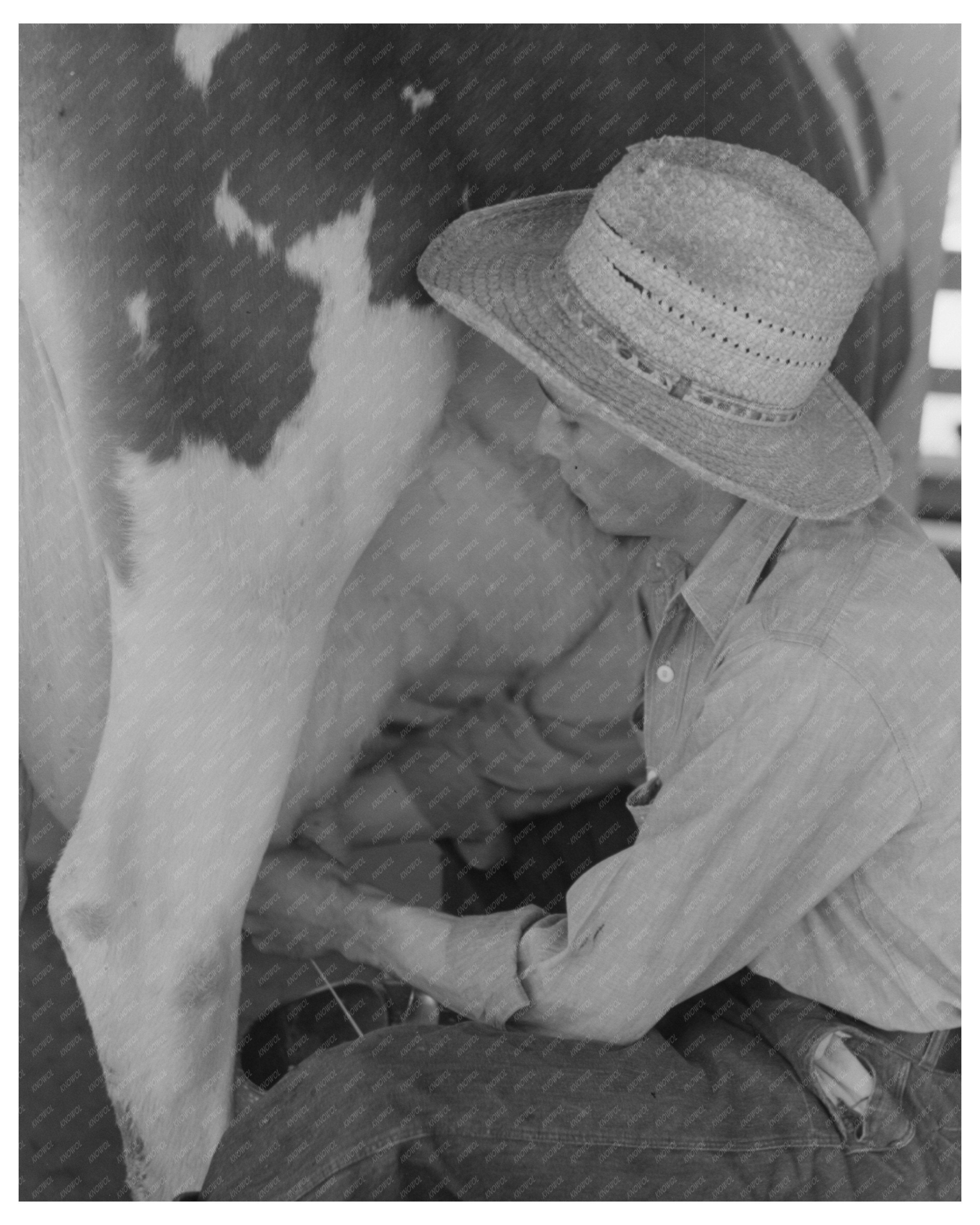Milking at Casa Grande Valley Farms April 1940