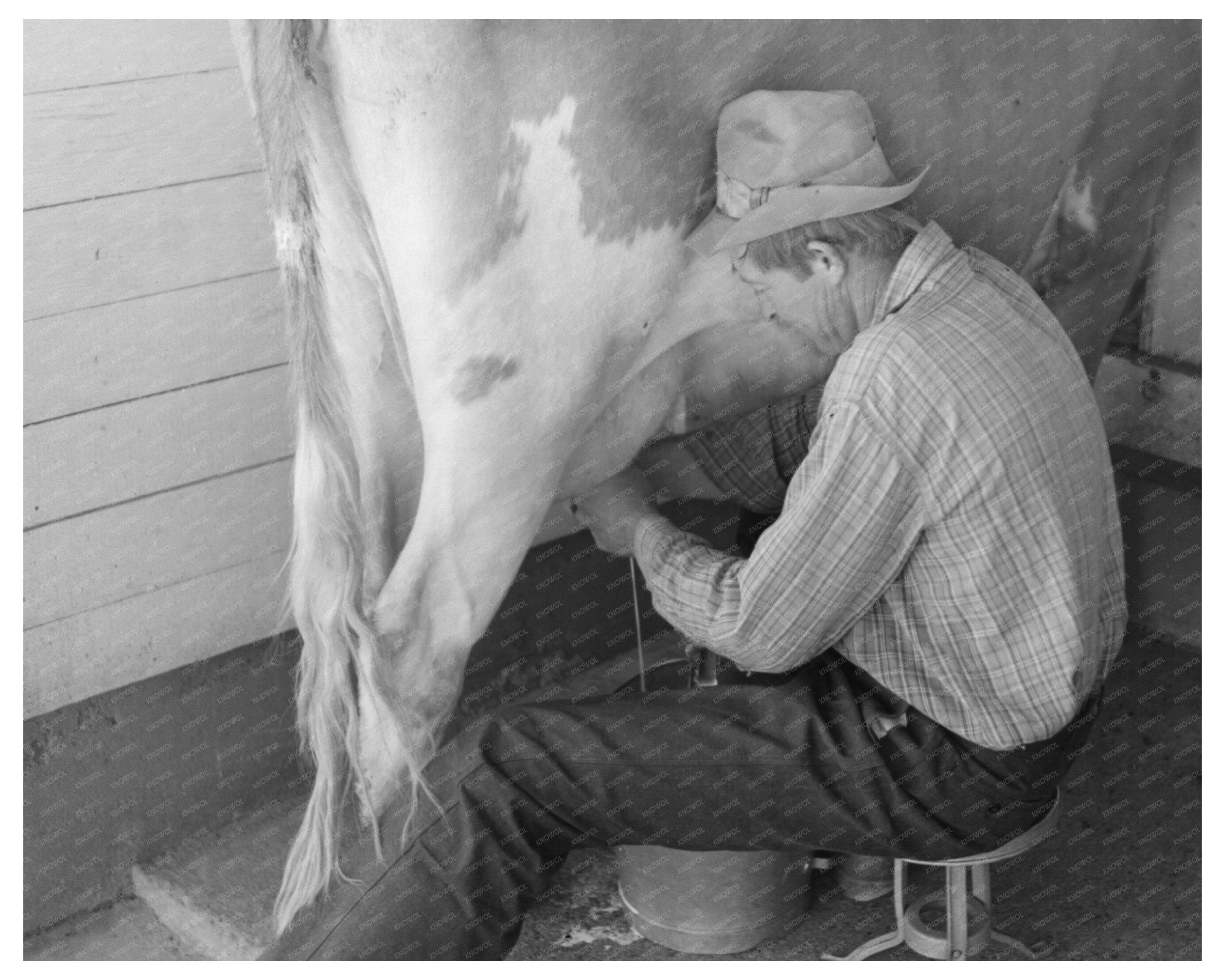 Milking Time at Casa Grande Valley Farms Arizona 1940