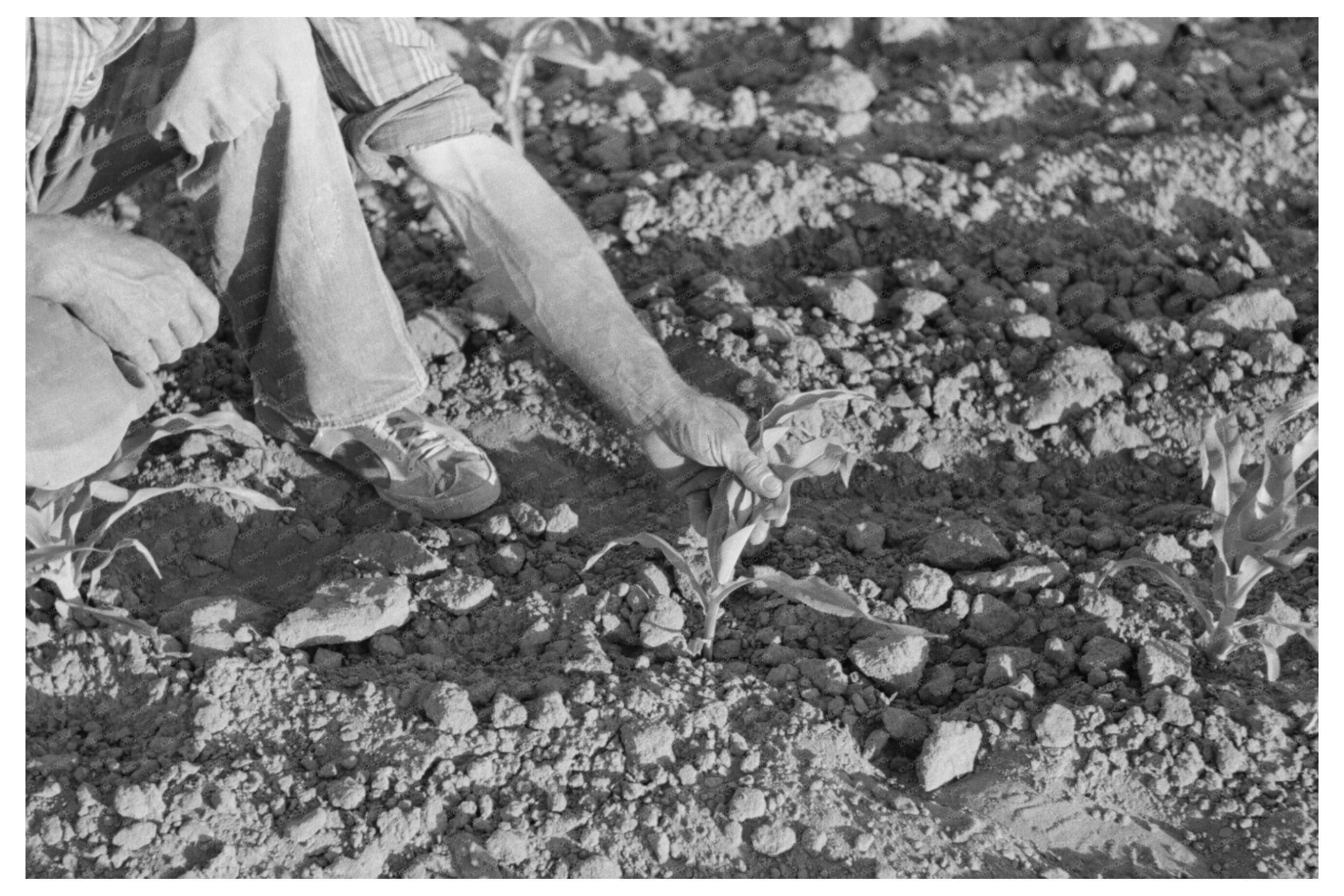Farmer Examining Corn Plant Pie Town New Mexico 1940