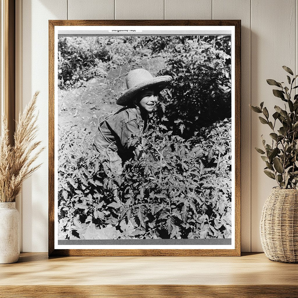 Spanish-American Boy in Tomato Plants Chamisal 1940