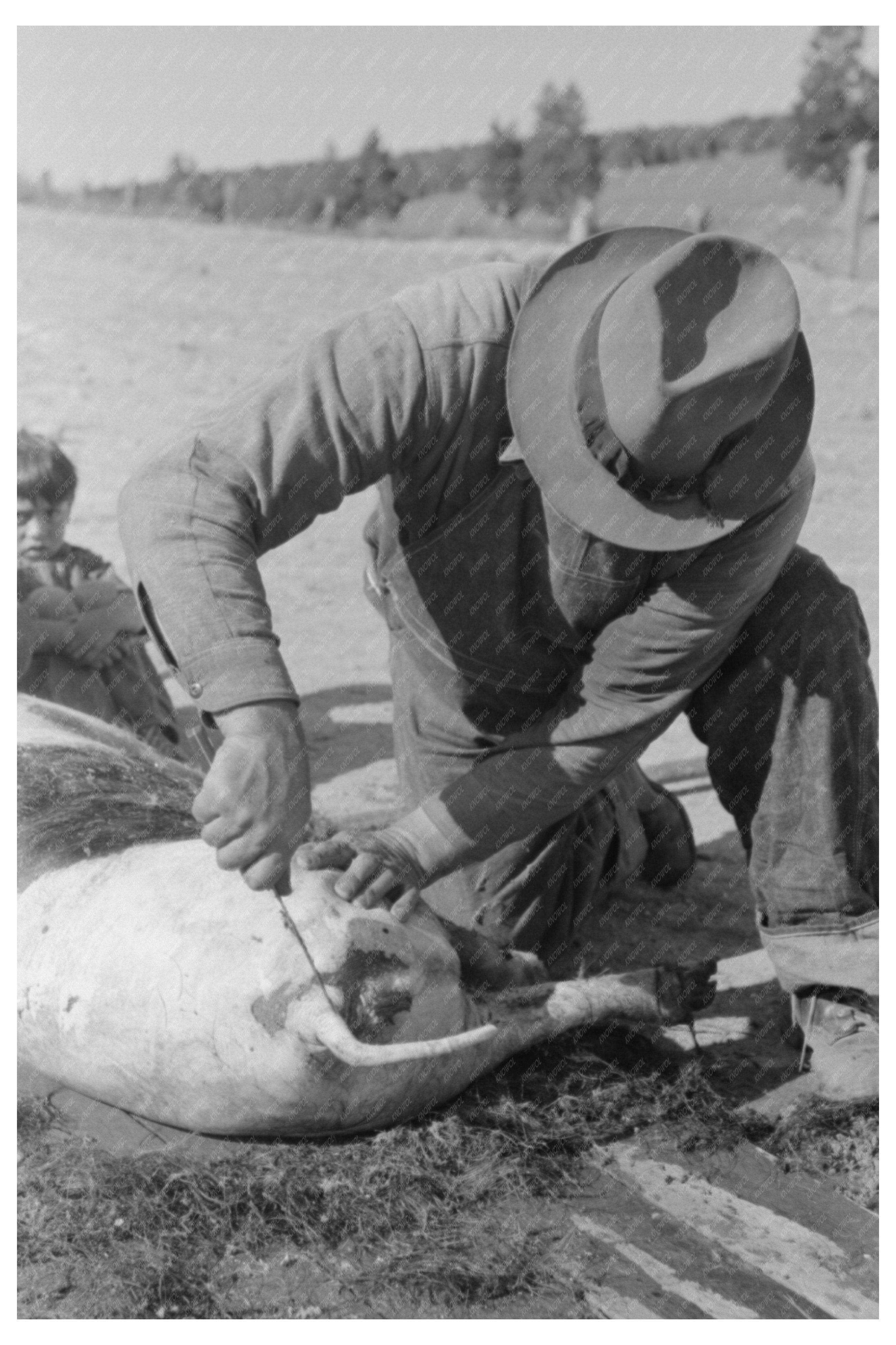 Spanish-American Farmer Scraping Hog Hair July 1940