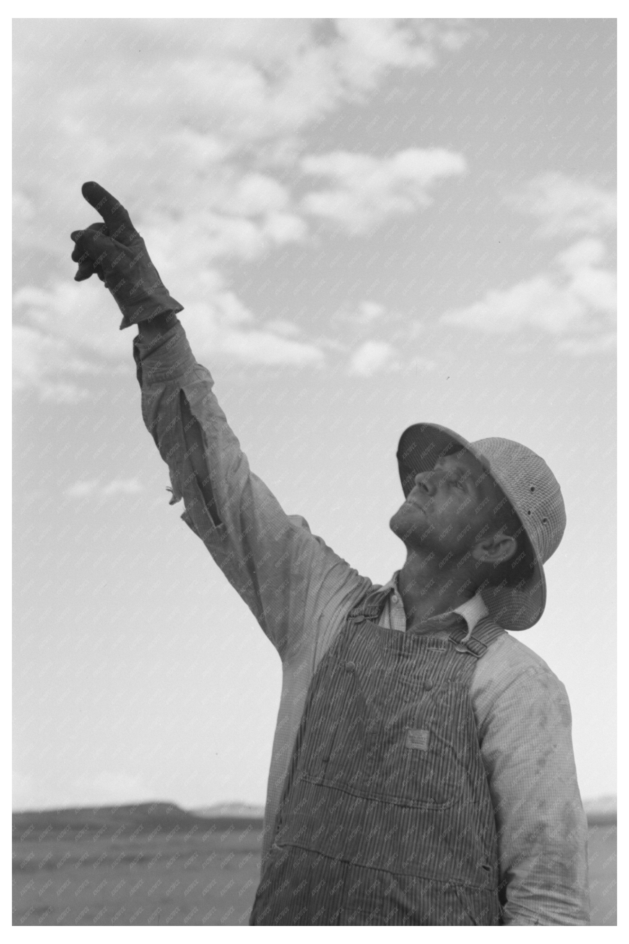 Mormon Farmer Using Cooperative Drill Idaho July 1940