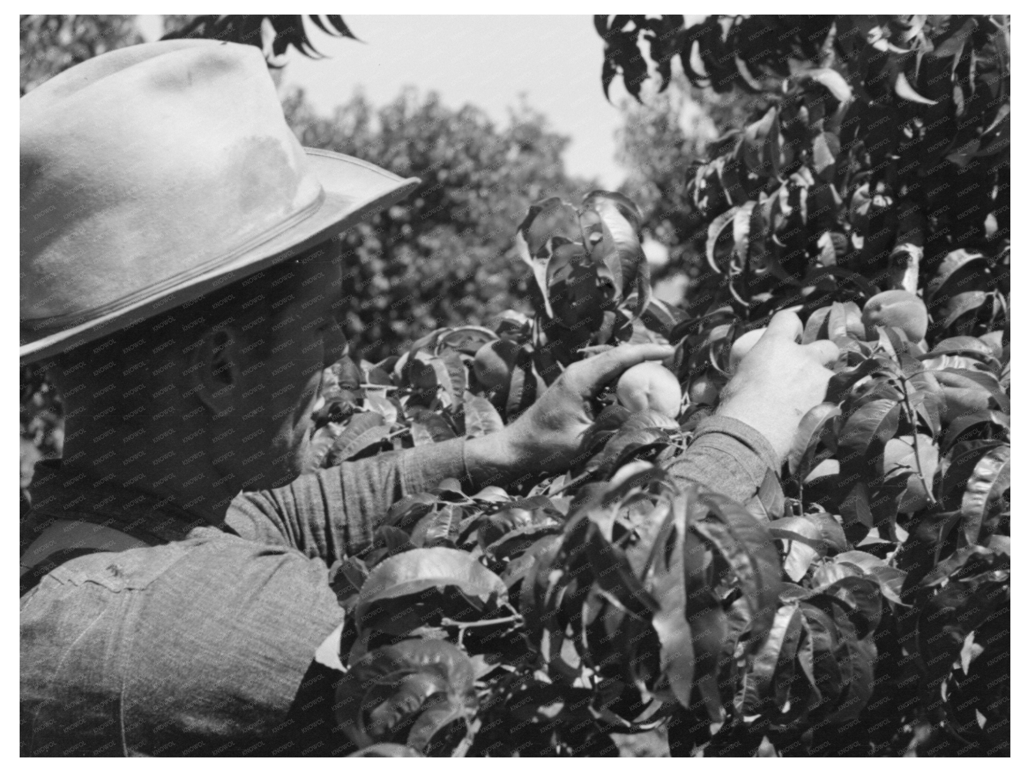 Peach Picking in Delta County Colorado 1940