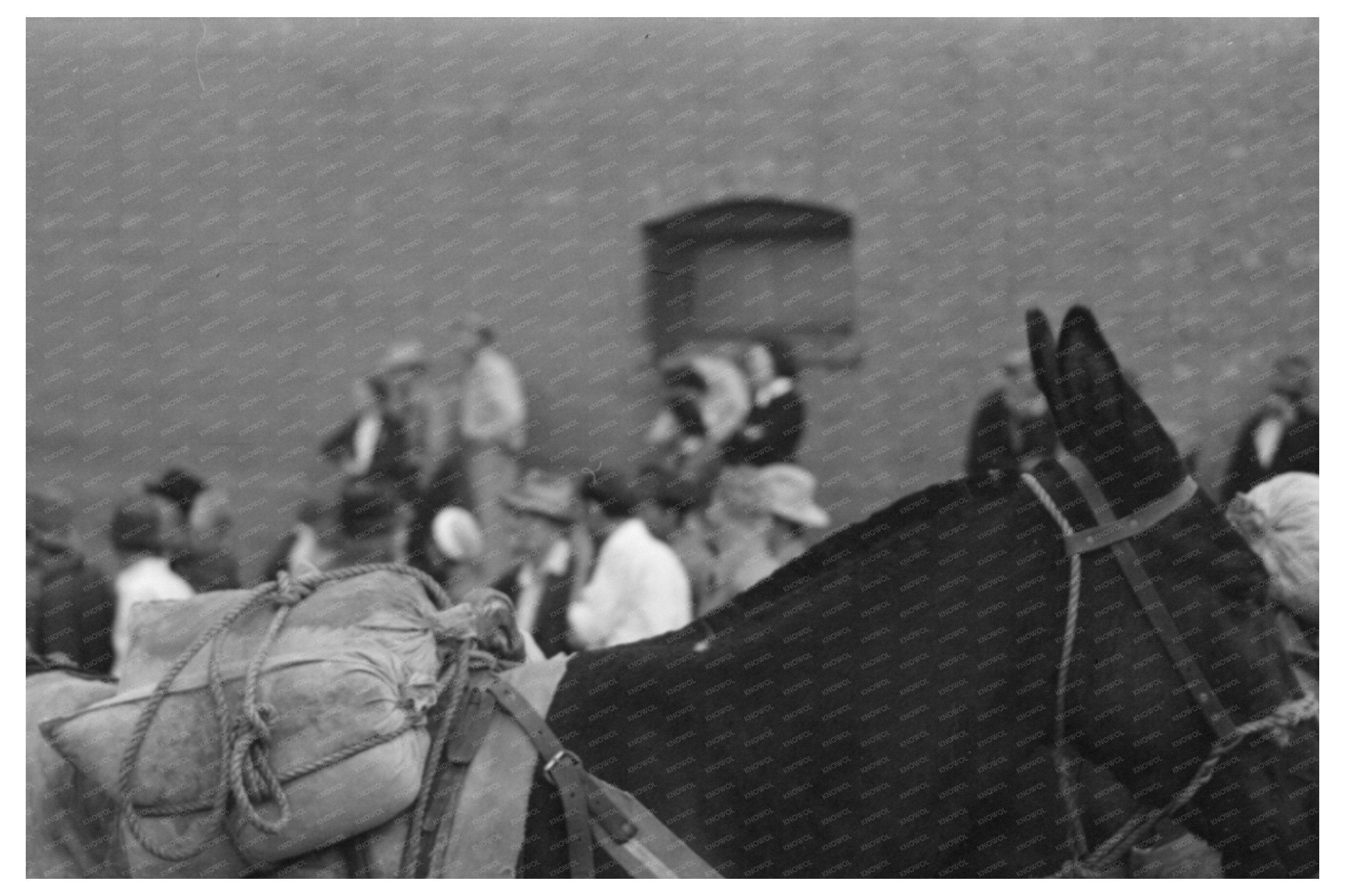 Silverton Colorado Labor Day Burro Contest 1940