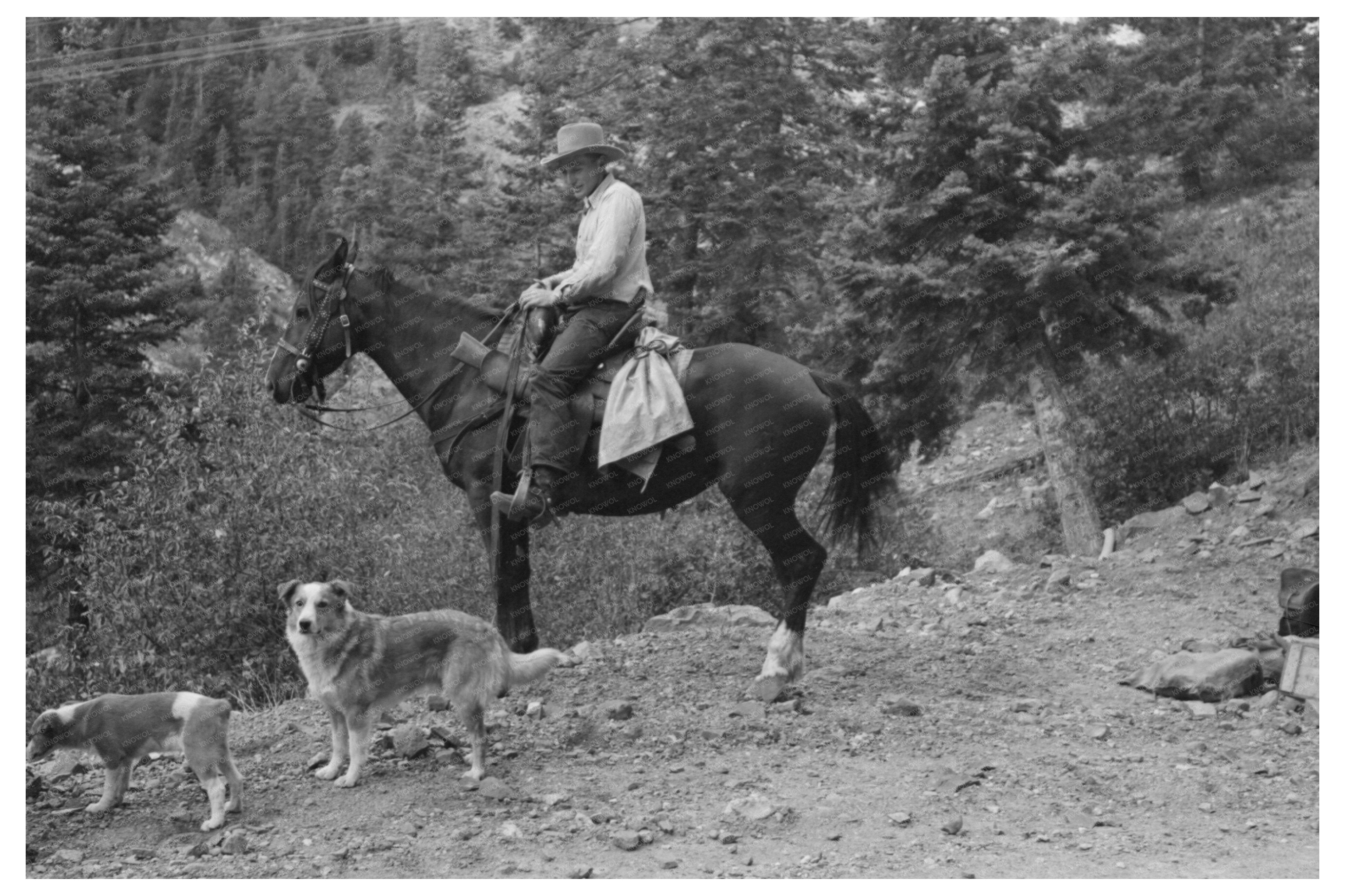 Sheepherder on Horseback Ouray County Colorado 1940
