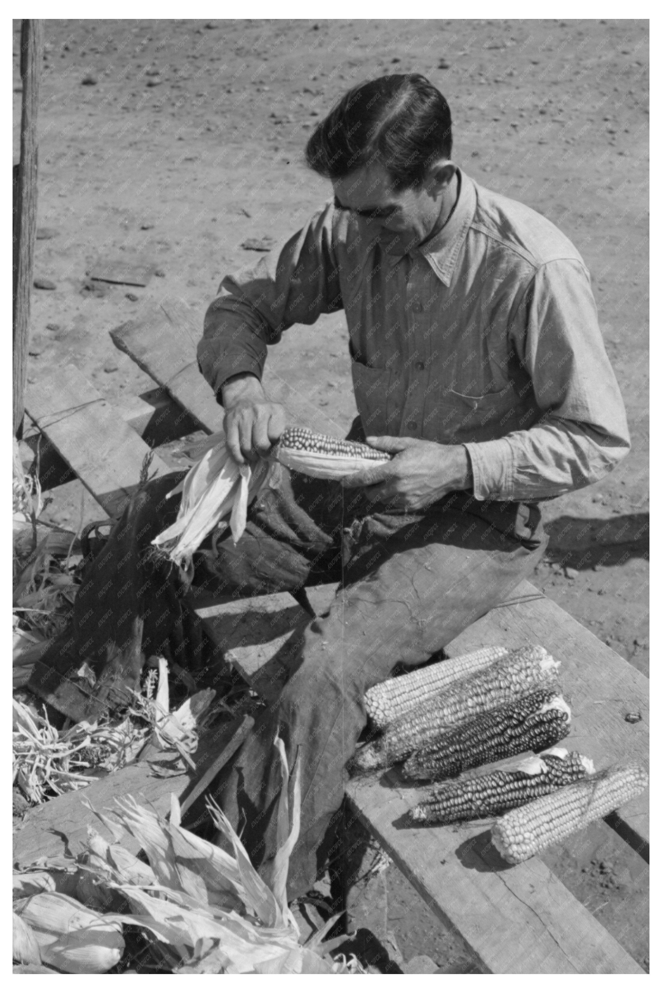 Spanish Farmer Huskings Corn Concho Arizona 1940