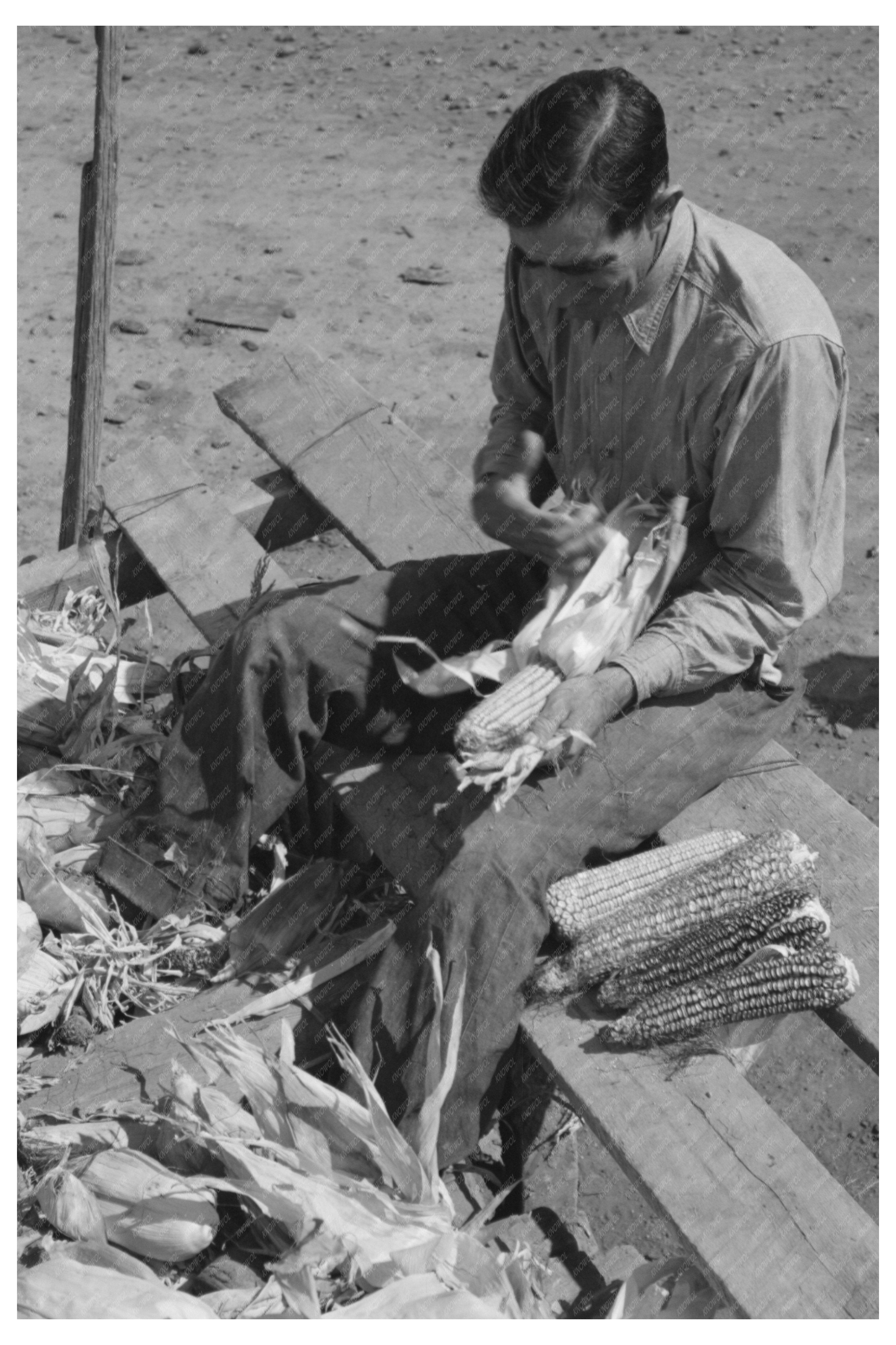 Spanish Farmer Husk Corn in Concho Arizona Circa 1940