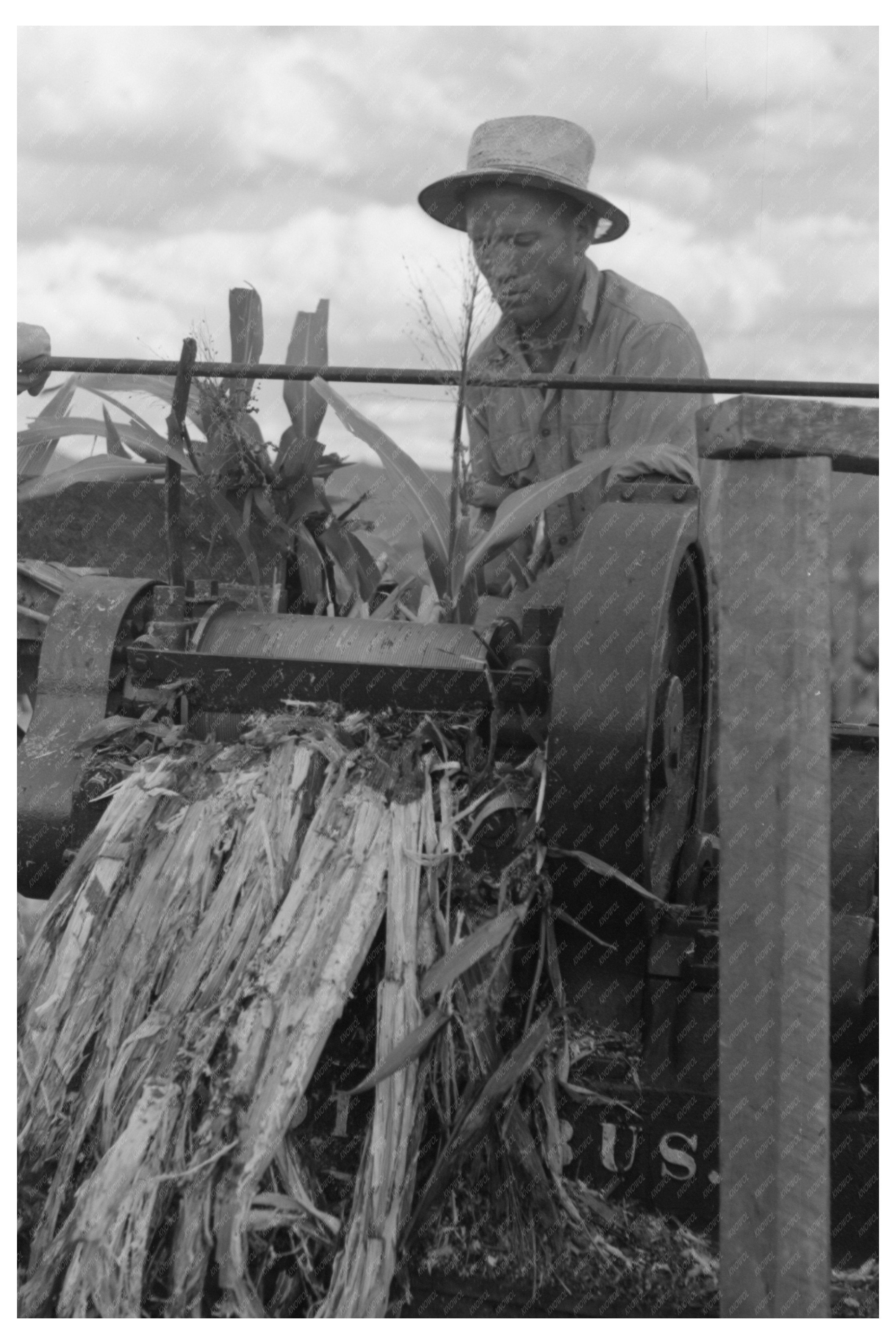 Mormon Farmer Juicing Cane in Utah September 1940