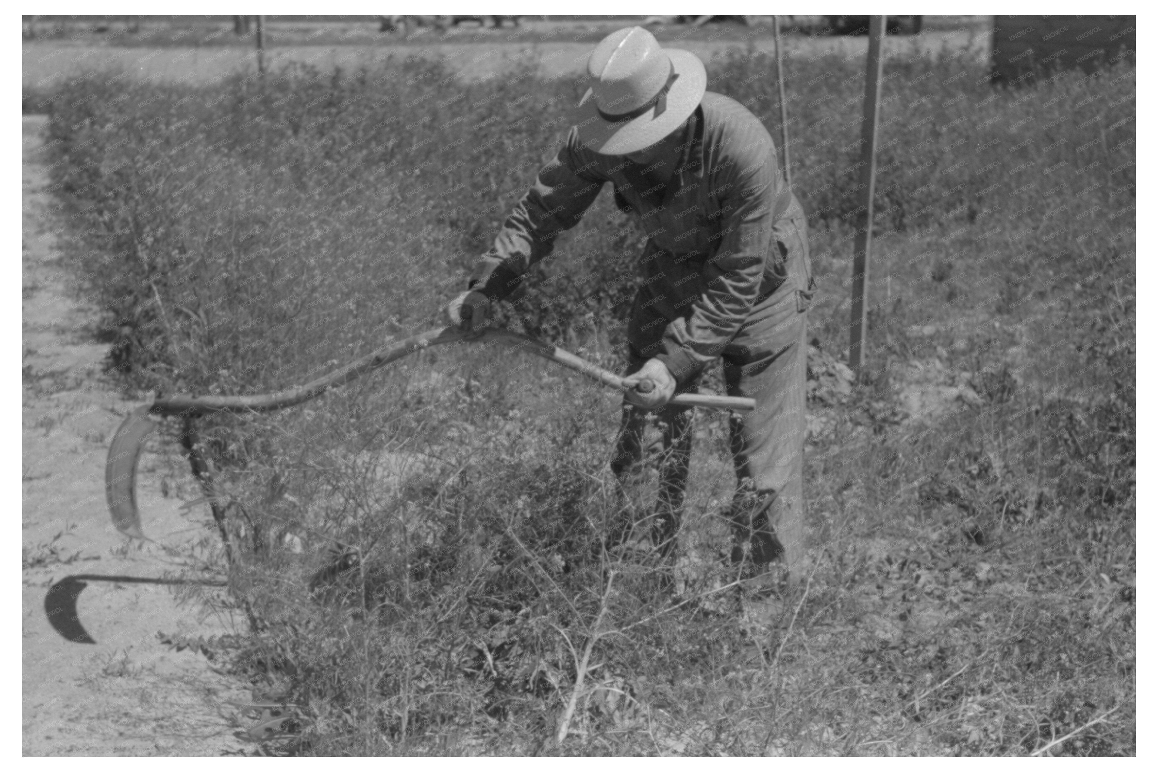 Farmer Cutting Weeds at FSA Camp Caldwell Idaho 1941
