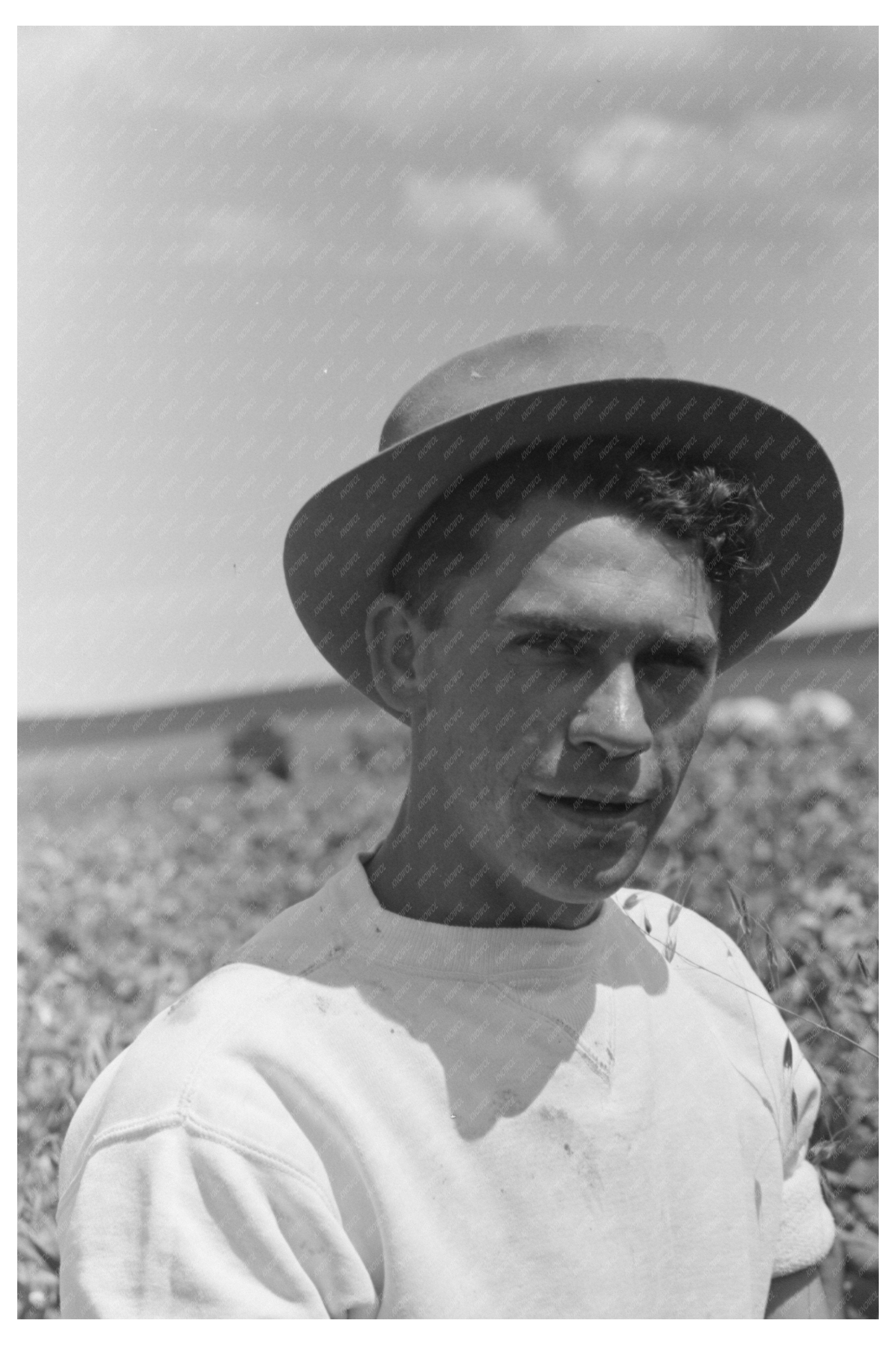 Labor Contractors Working in Pea Fields Nampa Idaho 1941