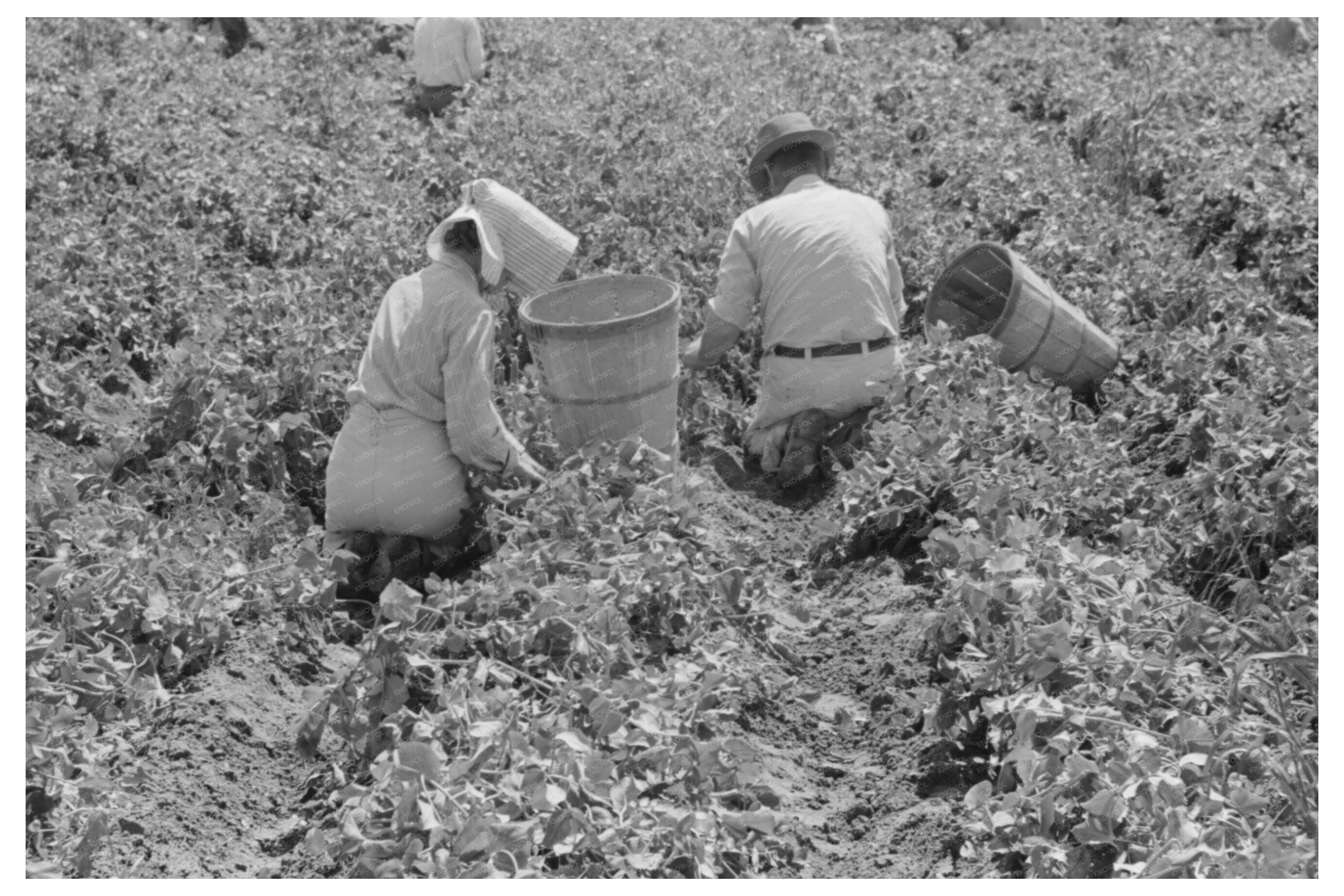 Labor Contractors in Pea Fields Nampa Idaho June 1941