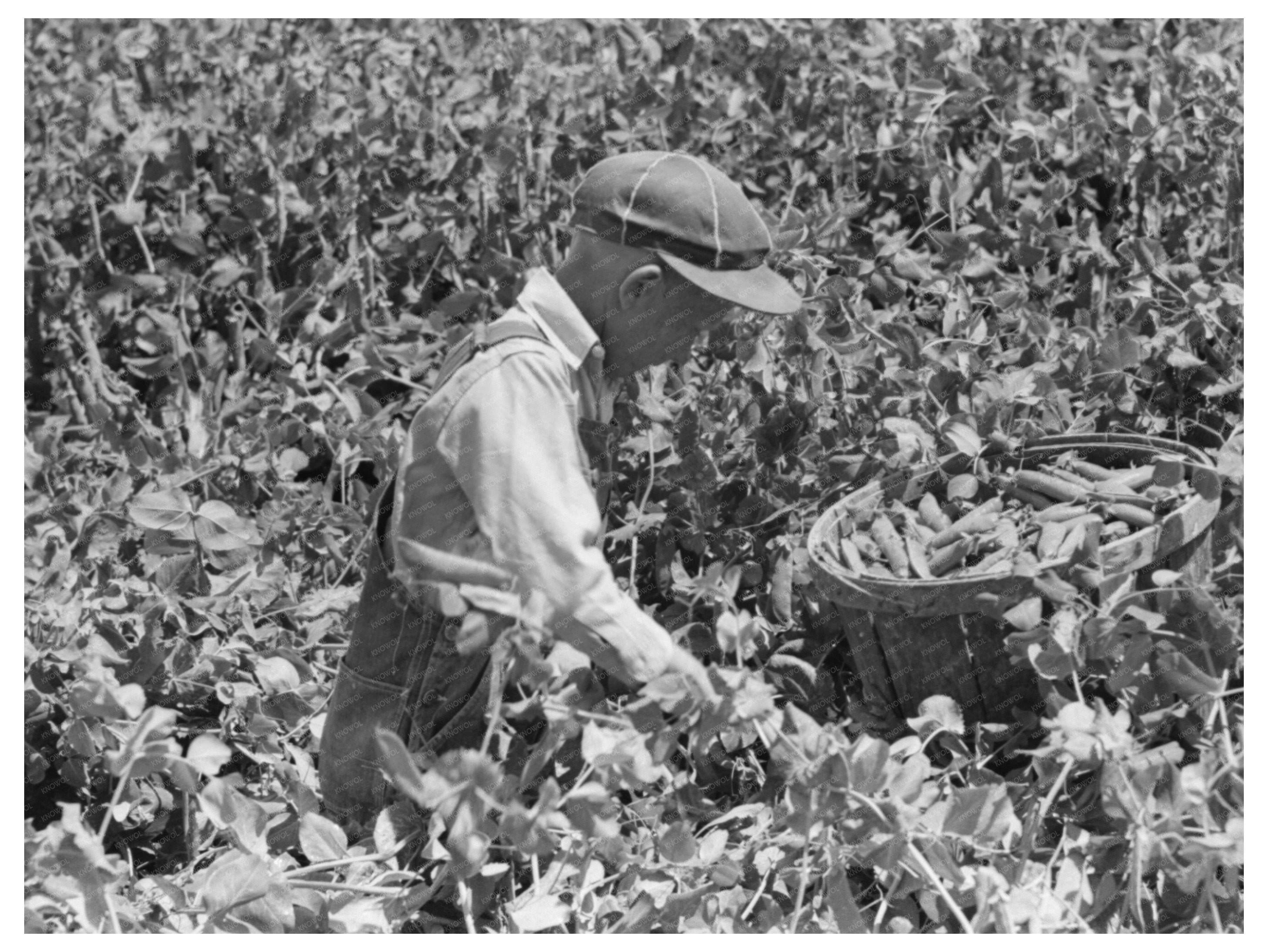 Labor Contractors Crew Picking Peas Nampa Idaho June 1941
