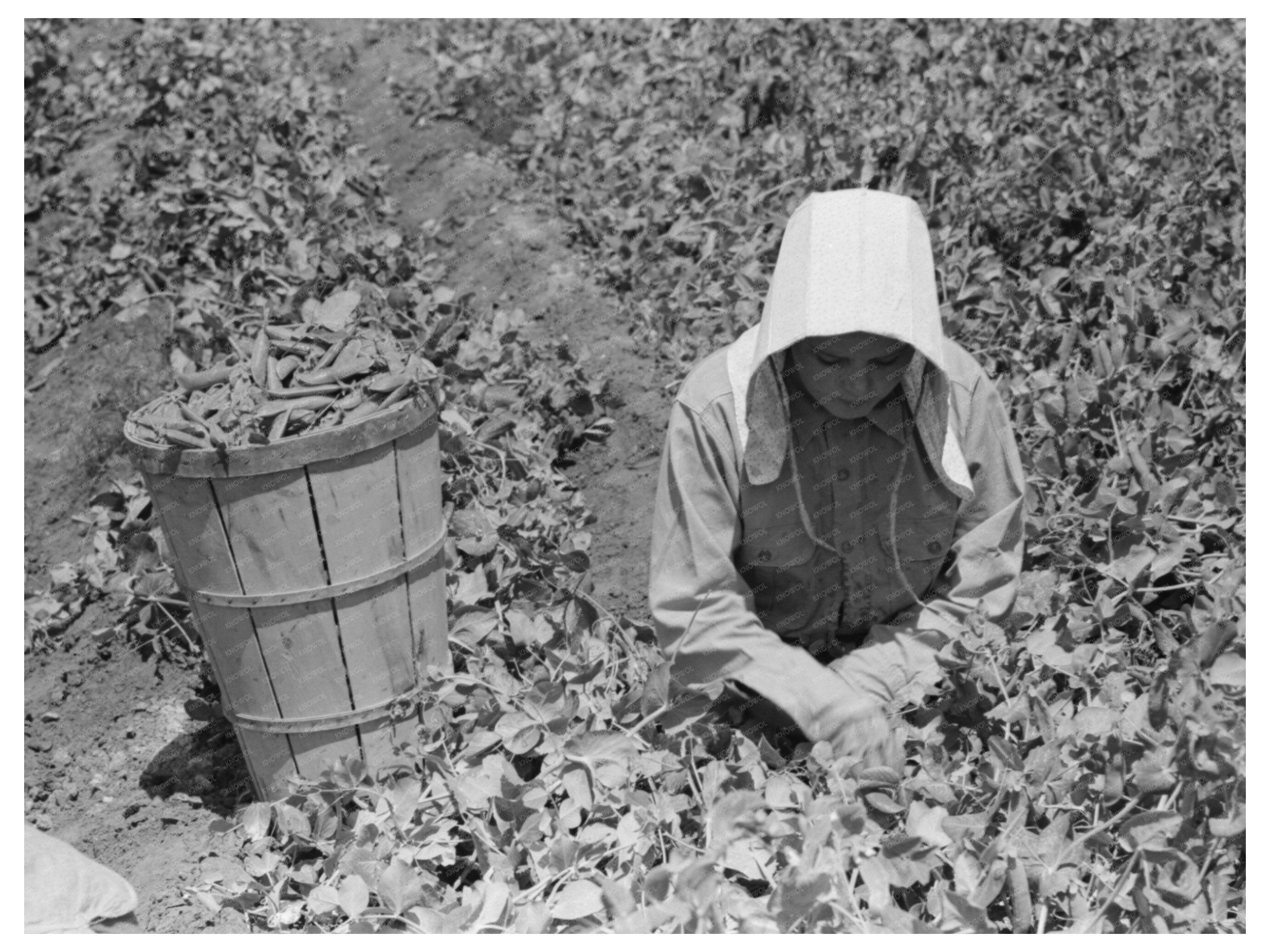 Laborers Picking Peas in Nampa Idaho June 1941