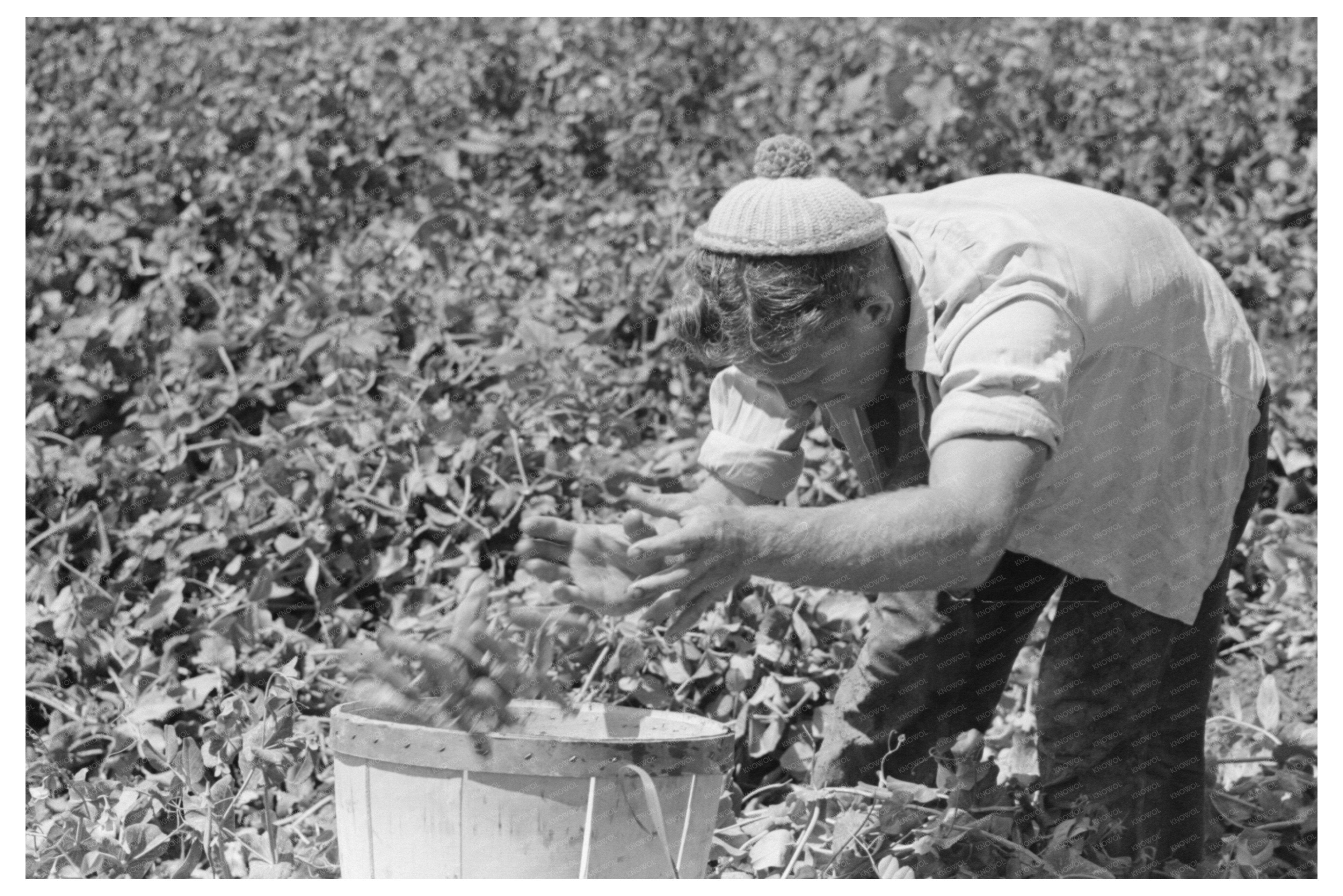 Labor Crew Picking Peas in Nampa Idaho June 1941