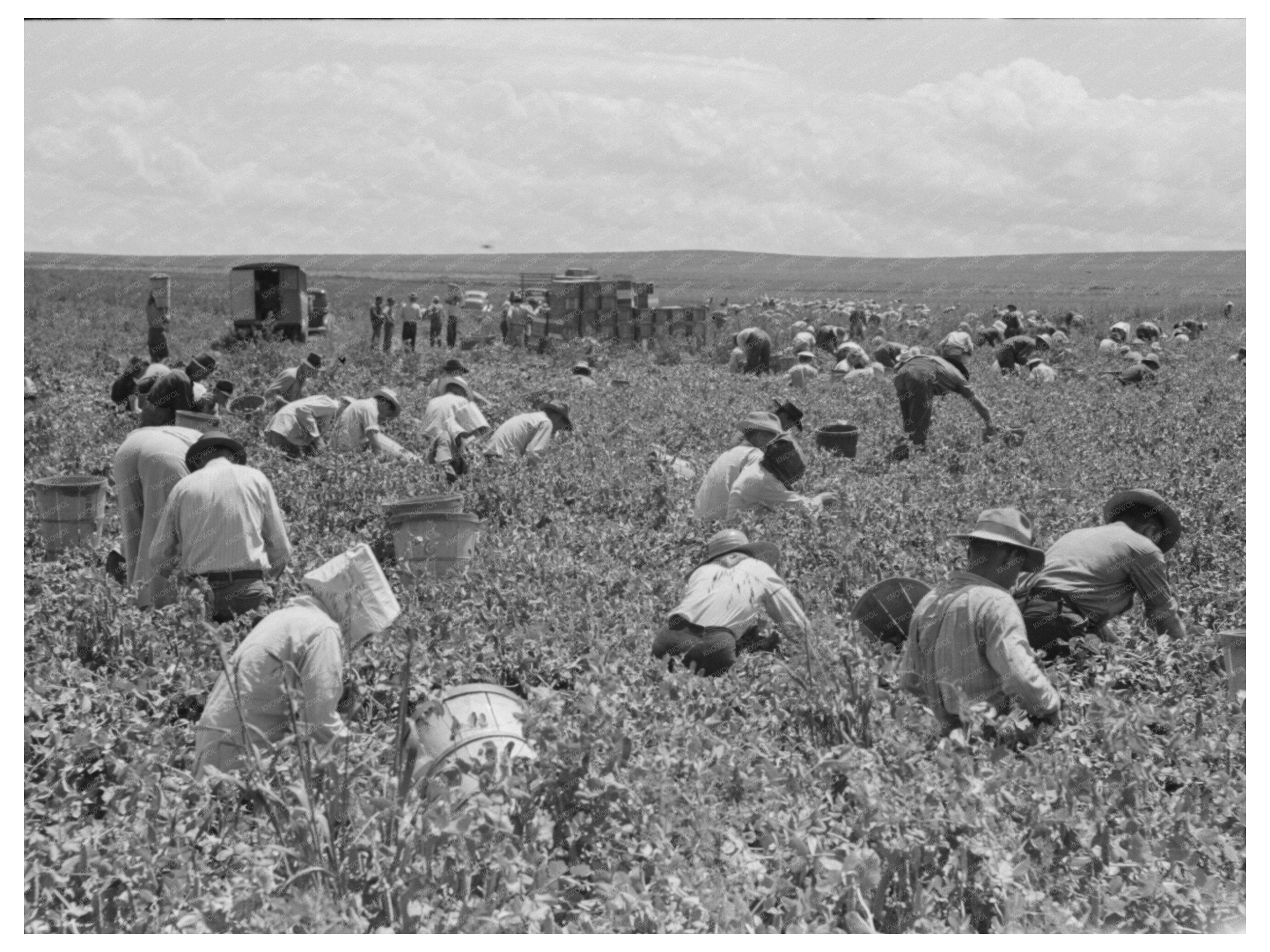 Harvesting Peas in Nampa Idaho June 1941