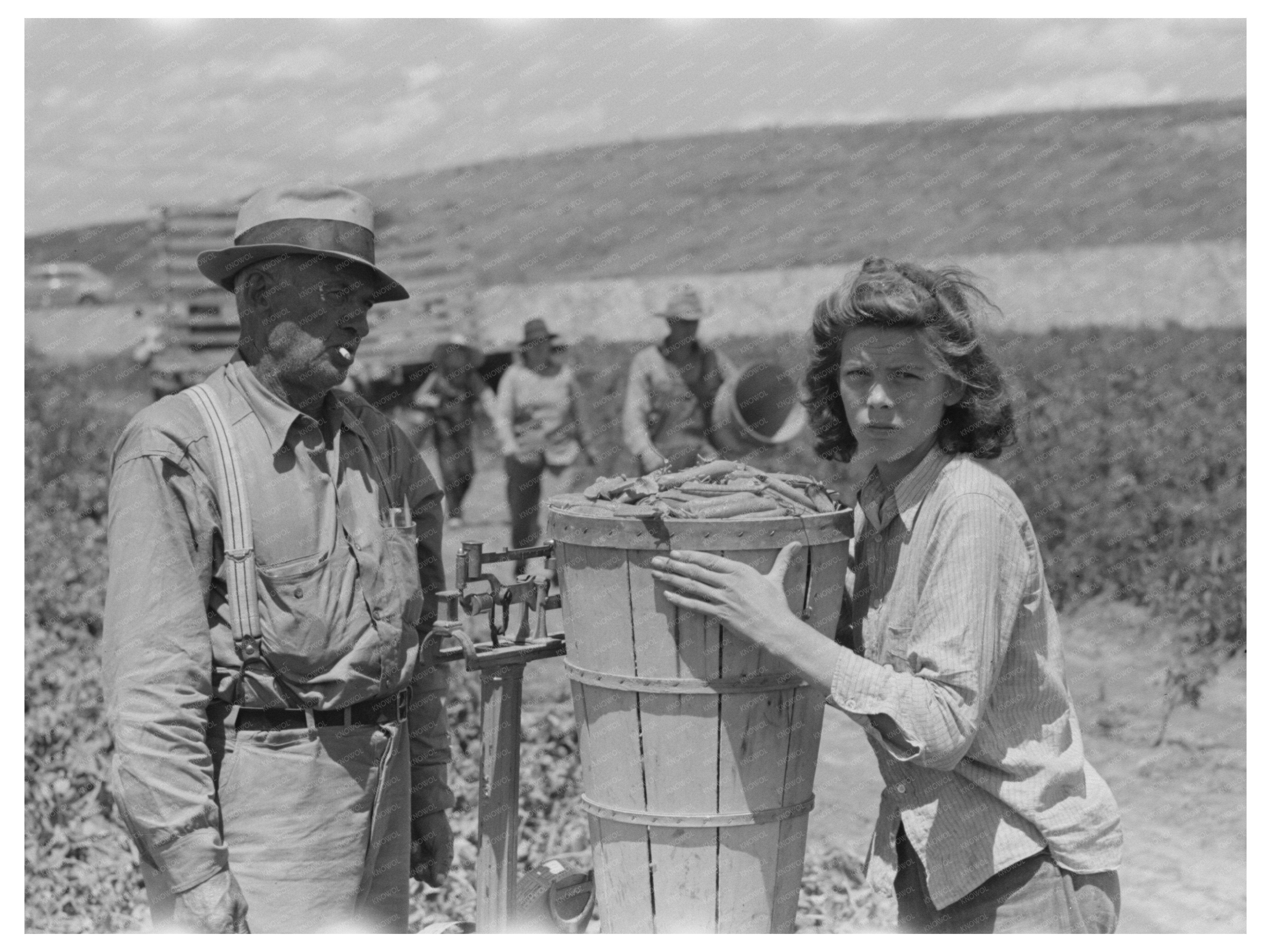 Labor Crew Checking Peas in Nampa Idaho June 1941