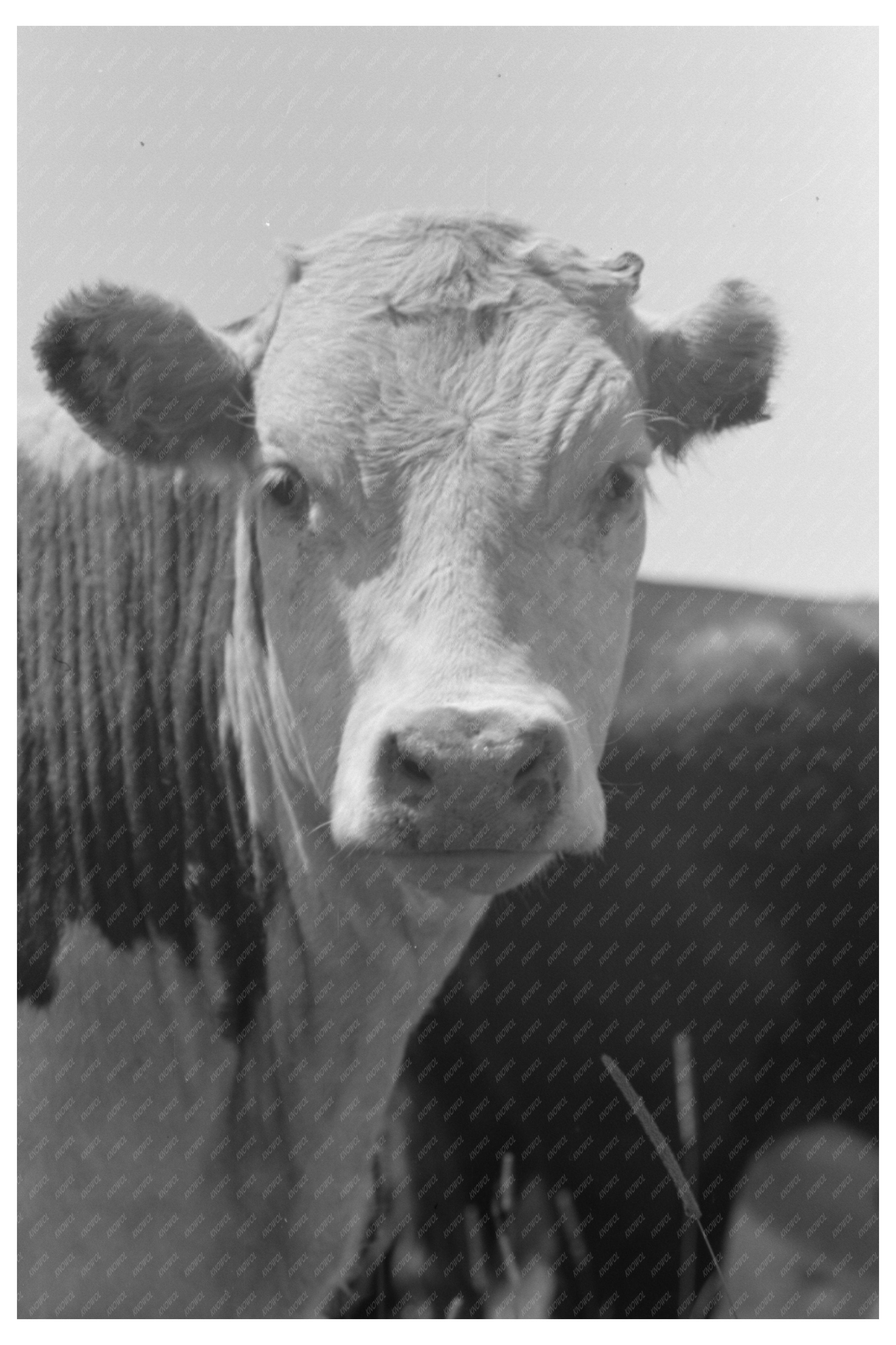 Vintage 1941 Yearling at Cruzen Ranch Idaho Image