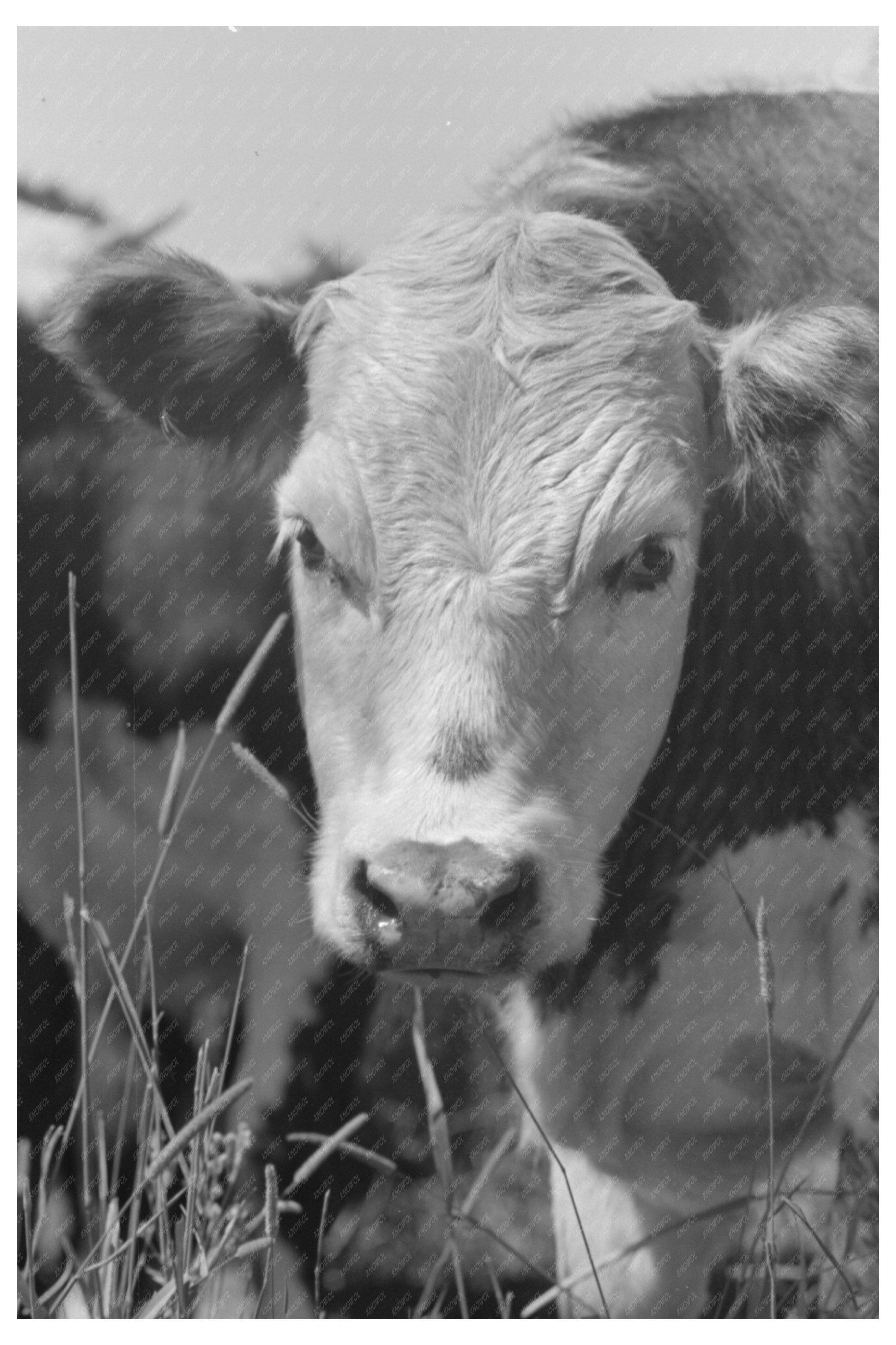 Yearling at Cruzen Ranch Idaho July 1941 Vintage Image