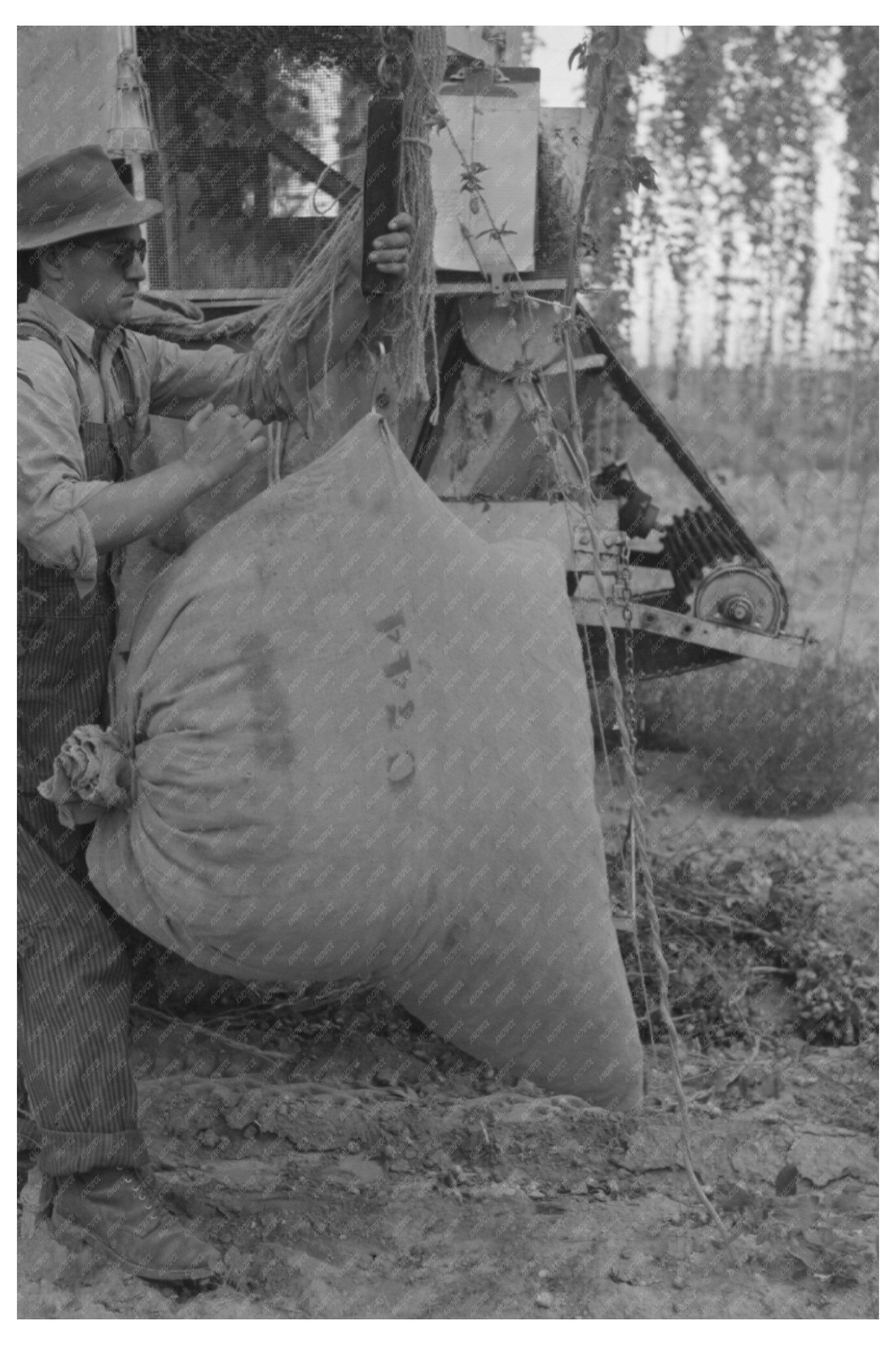 Hops Harvesting at Yakima Chief Hop Ranch September 1941