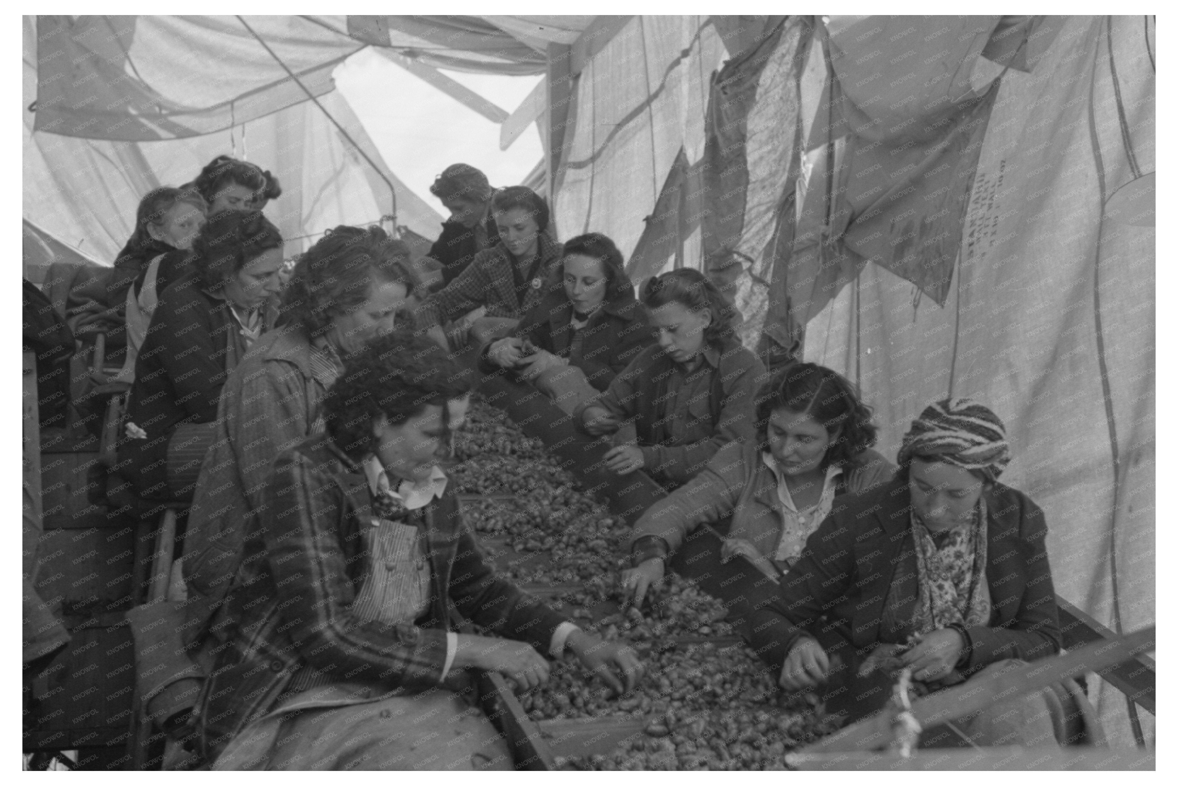 Hops Sorting at Yakima Chief Hop Ranch September 1941