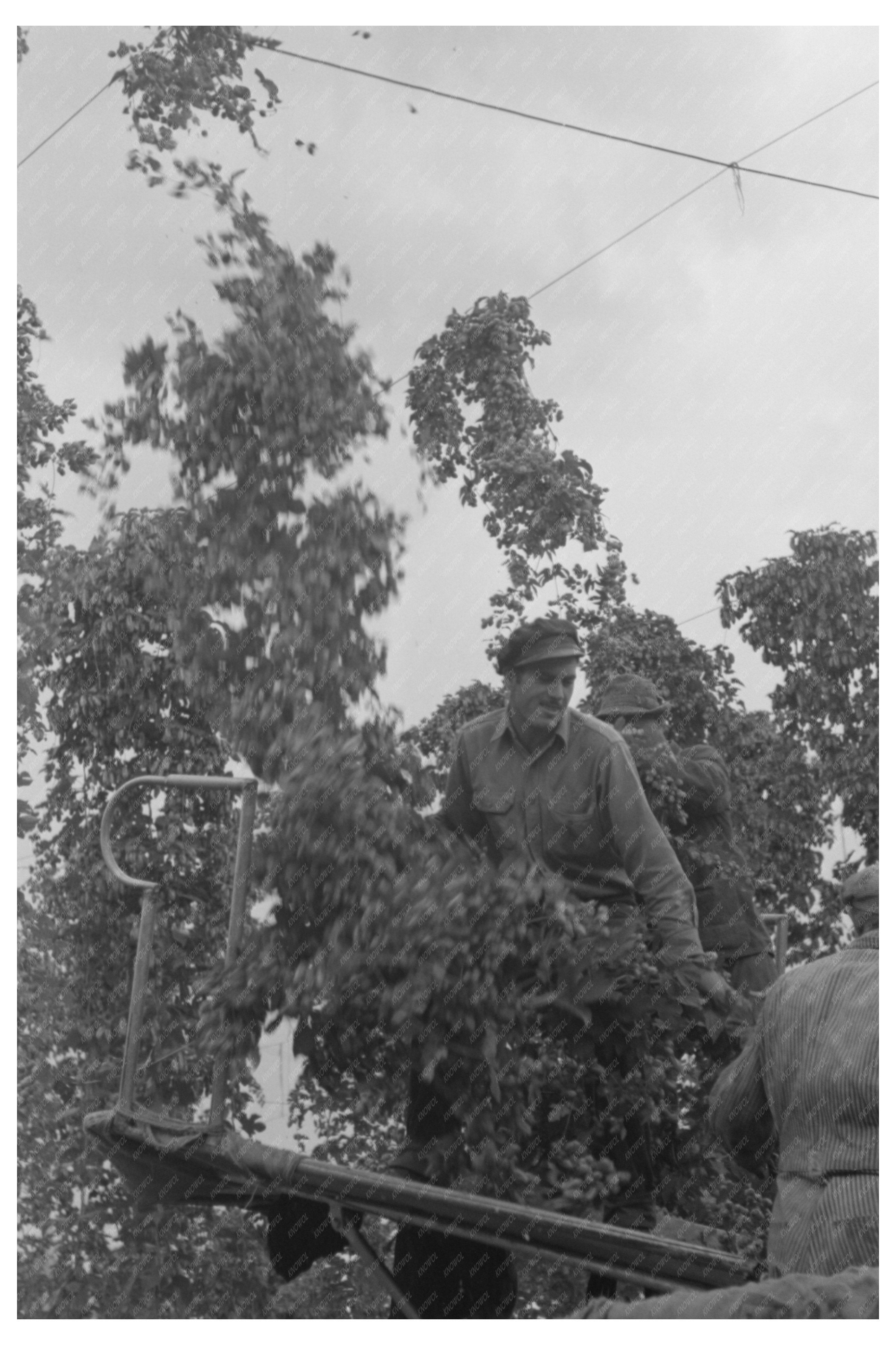 Workers Tearing Down Hop Vines Yakima County 1941
