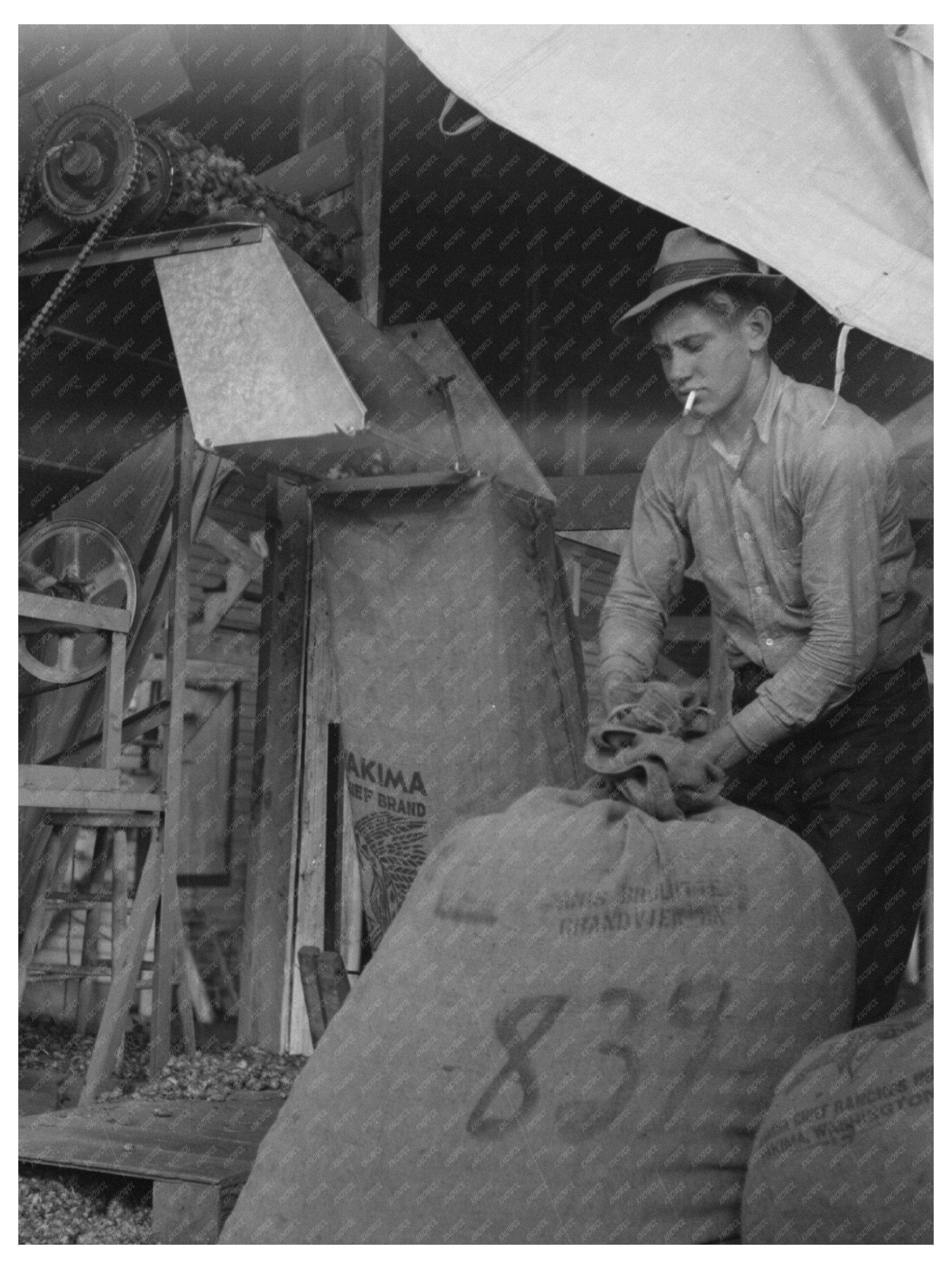 Workers Sacking Hops at Yakima Chief Hop Ranch 1941