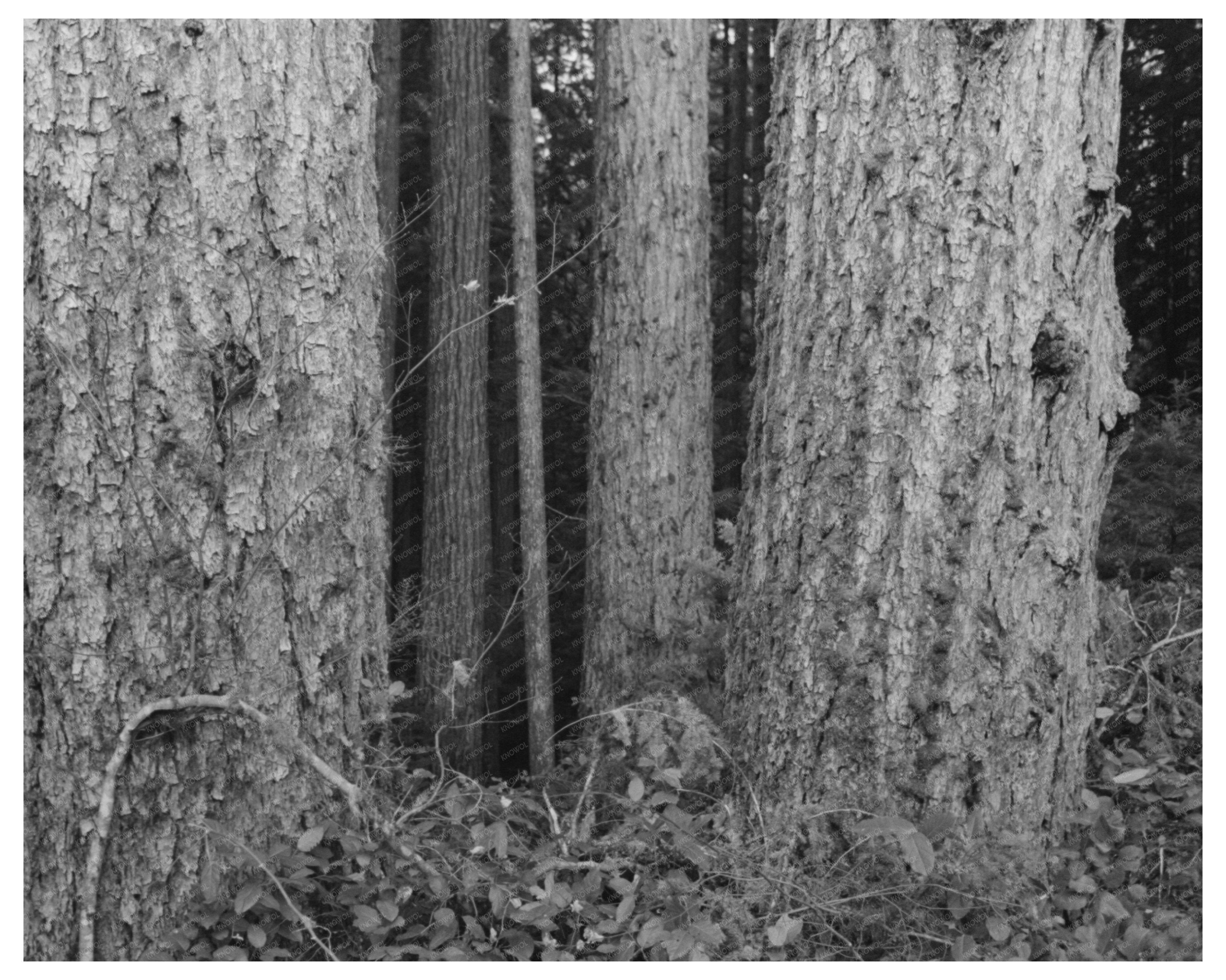 Long Bell Lumber Company Logging Cowlitz County 1941