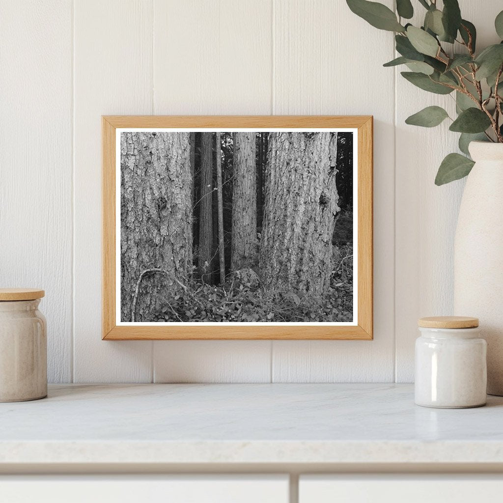Long Bell Lumber Company Logging Cowlitz County 1941