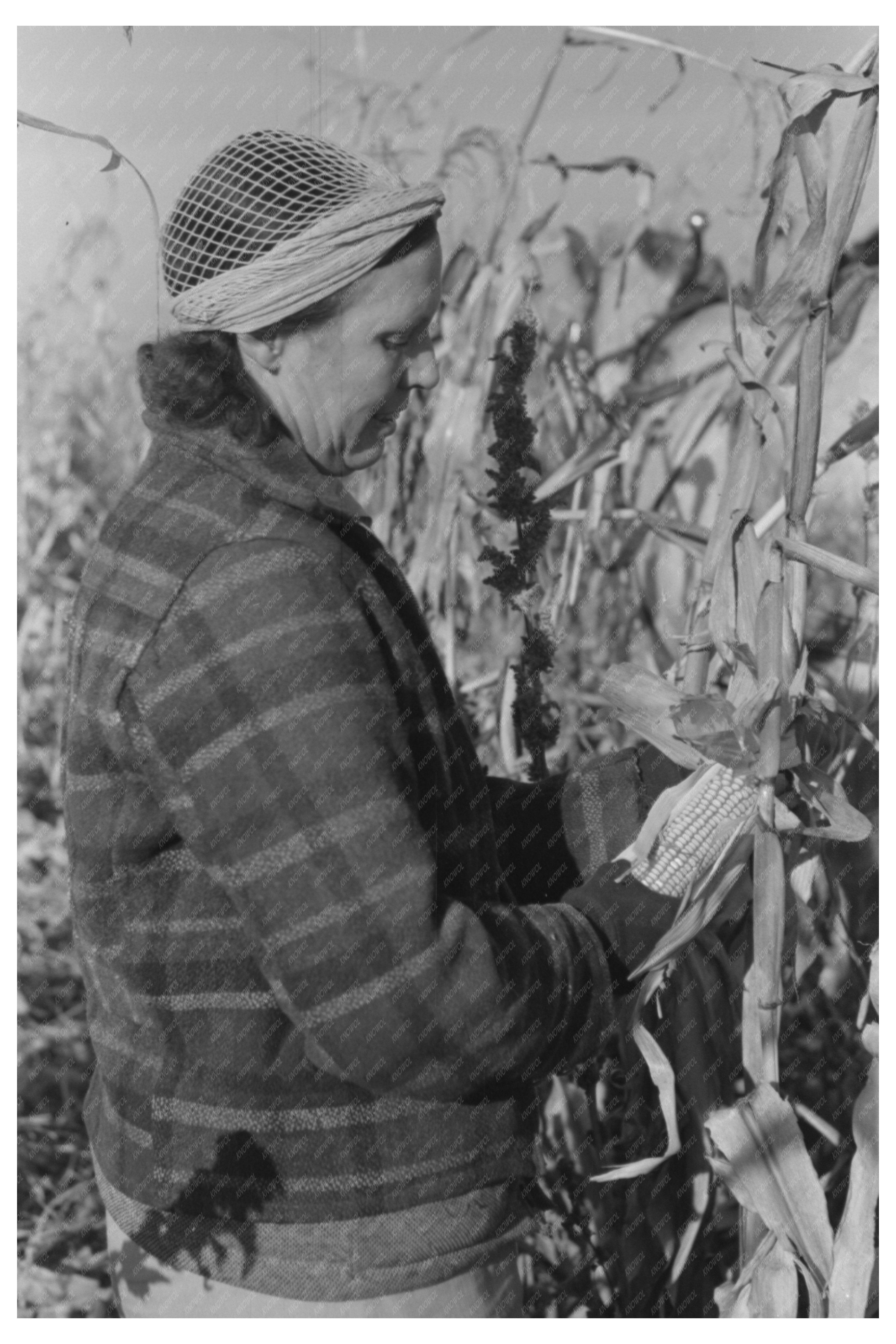 Widow Husking Corn in Idaho Black Canyon Project 1941