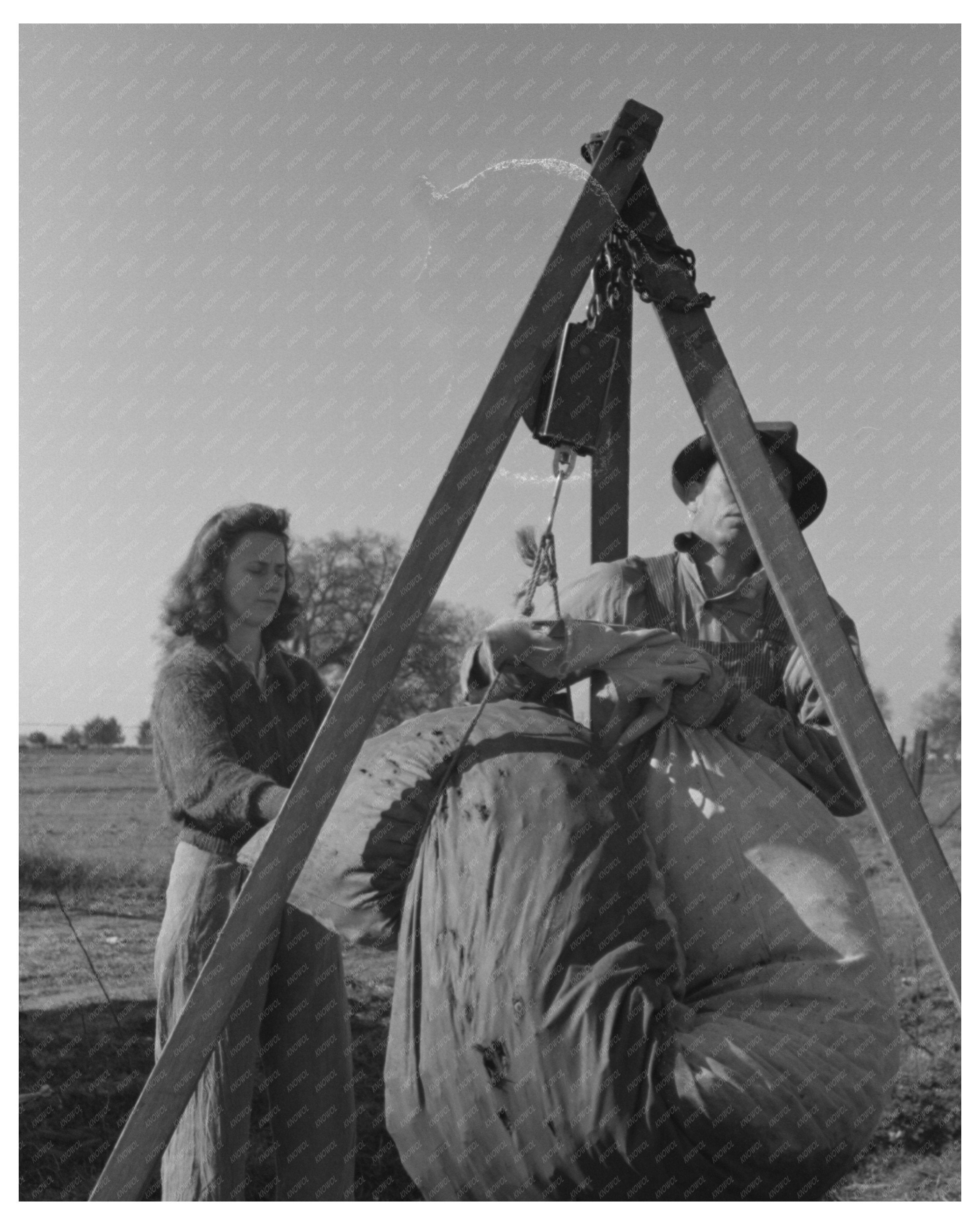 Weighing Cotton in Tulare County California March 1942