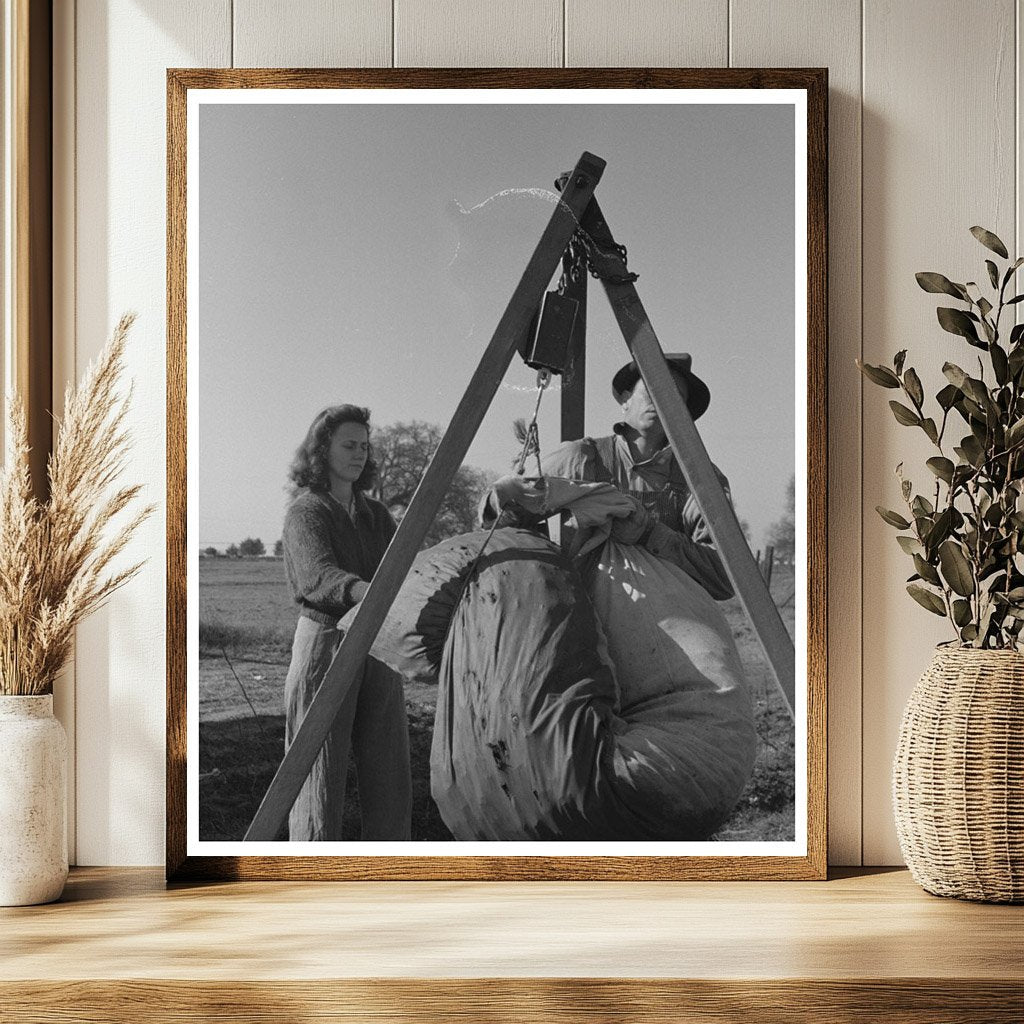Weighing Cotton in Tulare County California March 1942