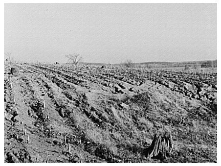 Hamilton County Illinois Corn Cultivation Landscape 1937